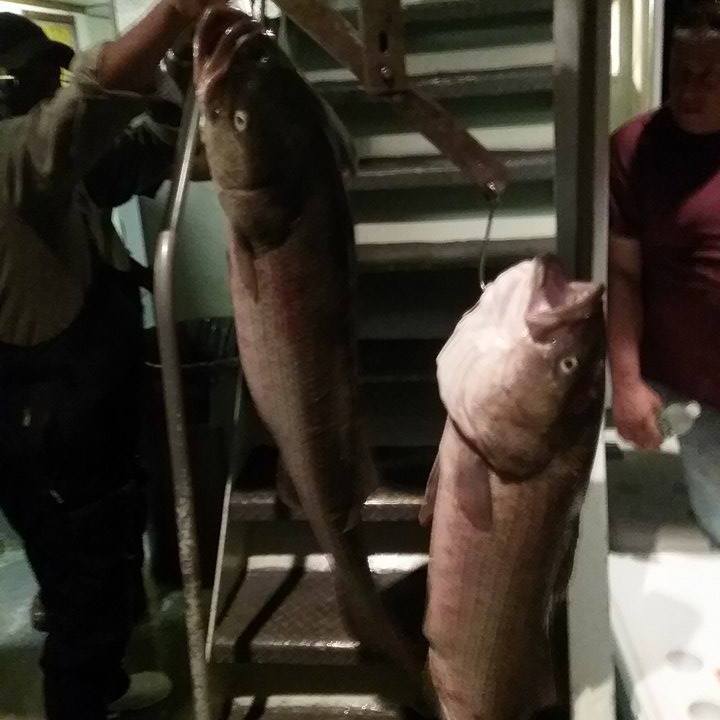 9=17-16 Striped Bass 2