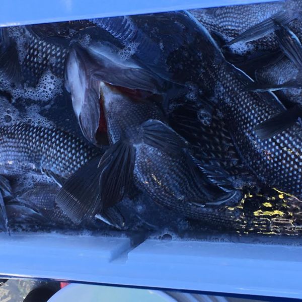 12.4.16 star cod sb2