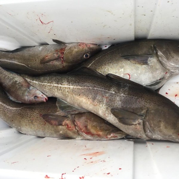 1.22.17 starship cod8