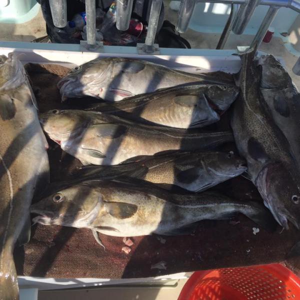 2017-1-16 Fivestar 4