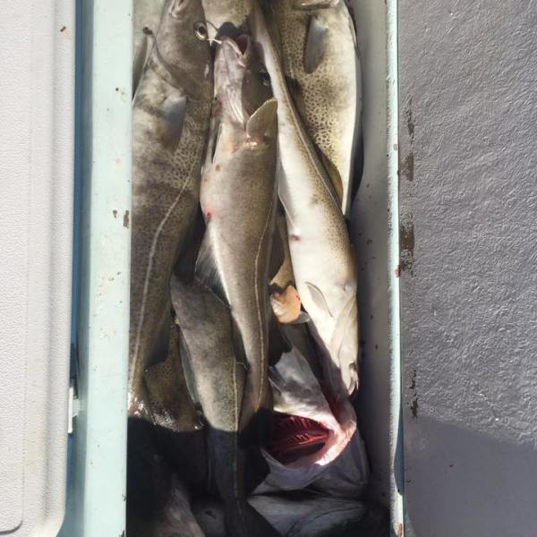 2017-1-16 Fivestar 8