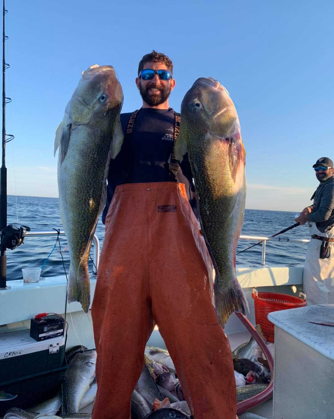 a group of fish in the water