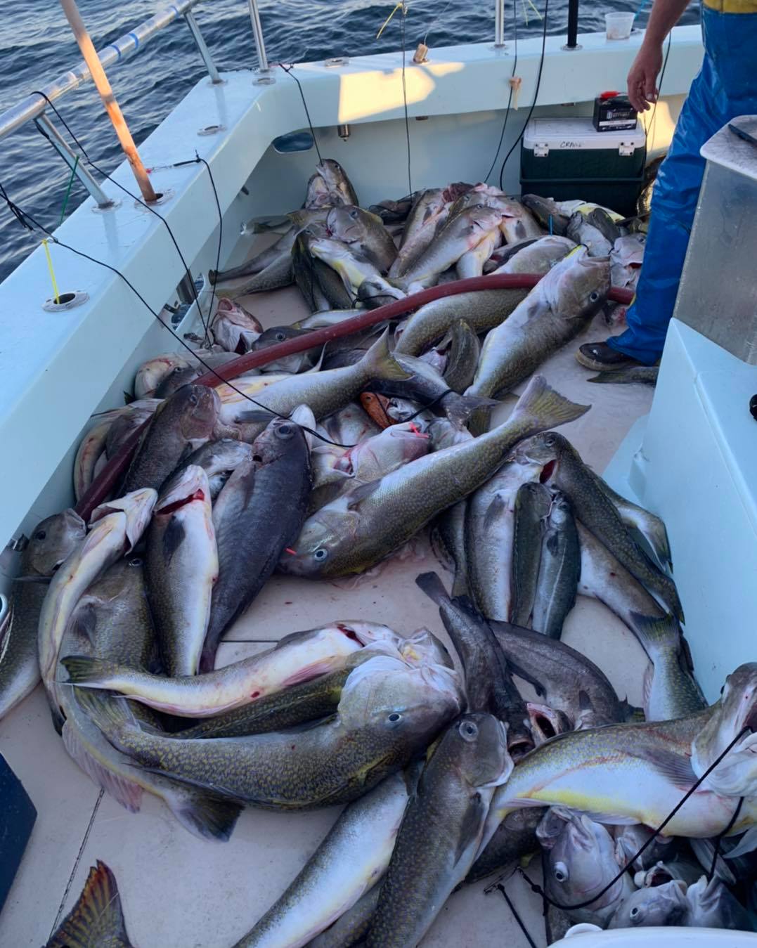 a group of fish in the water