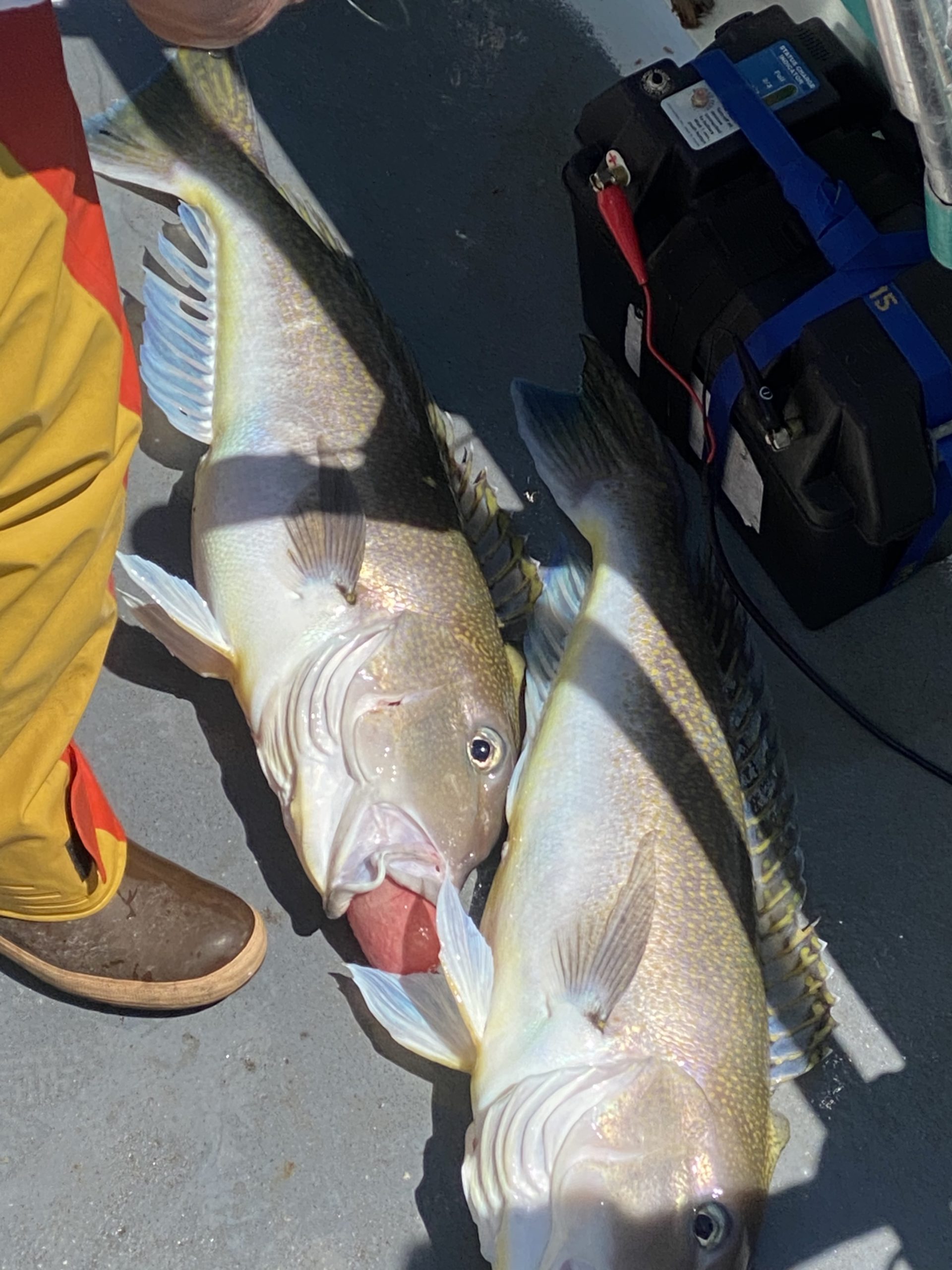 a man holding a fish