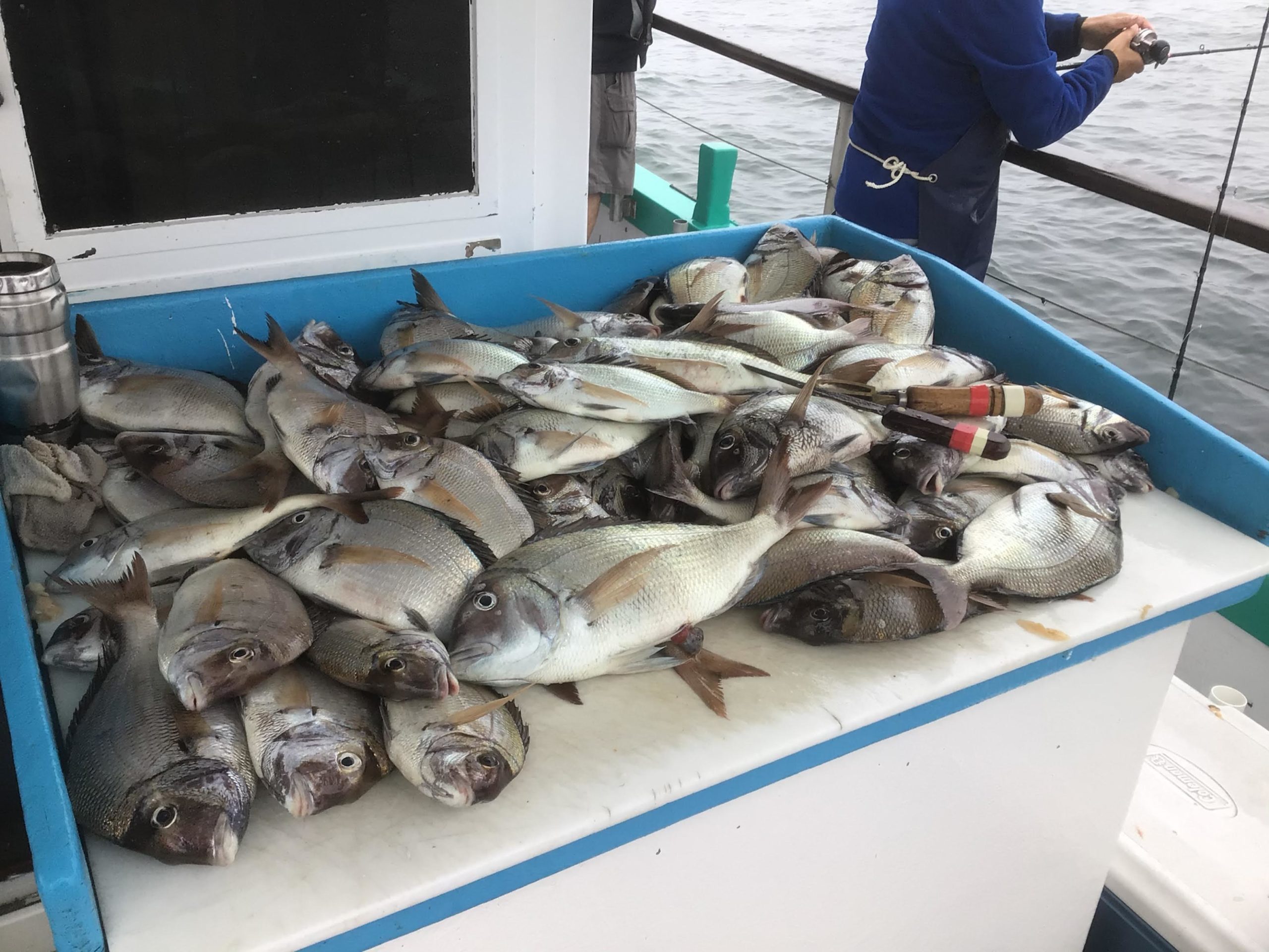 a group of fish in the water