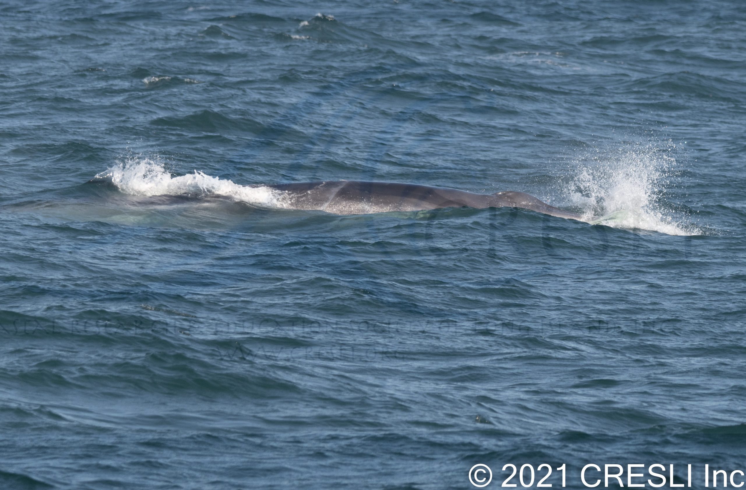 a whale jumping out of the water