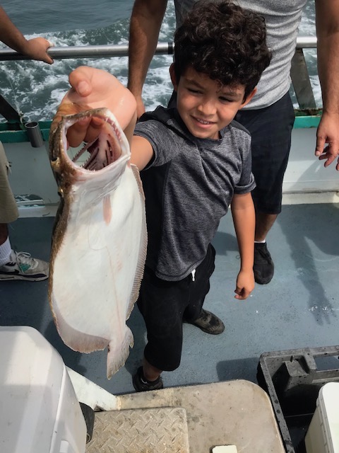 a group of fish in the water