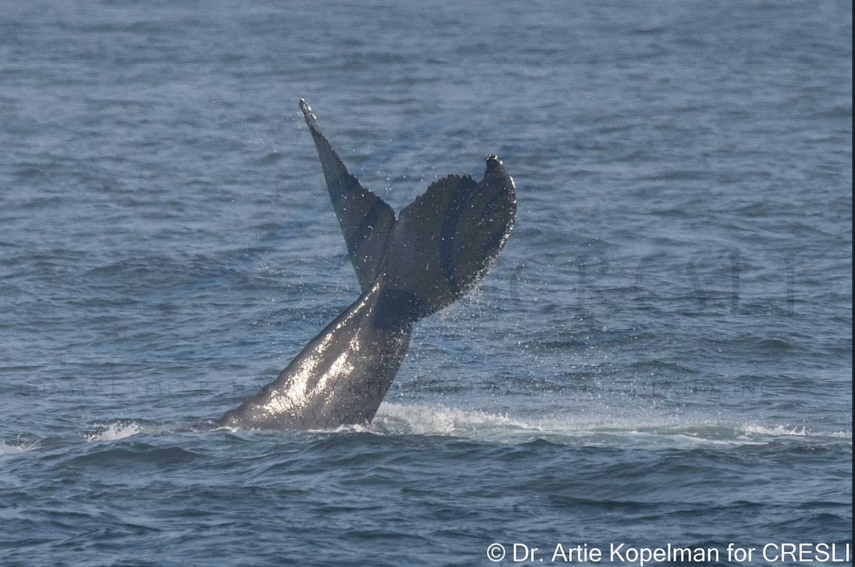 a bird flying over a body of water