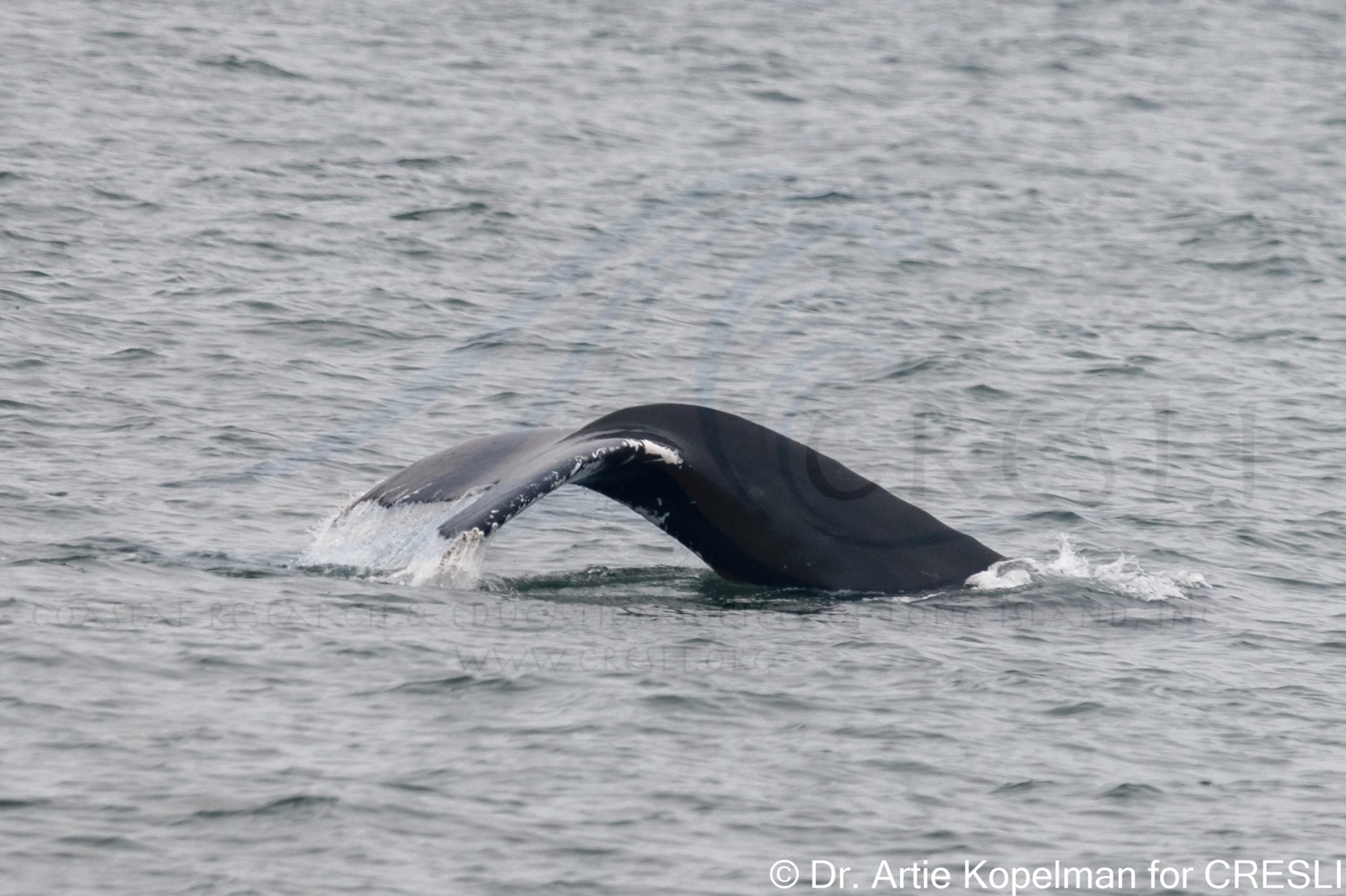 a whale swimming in a body of water