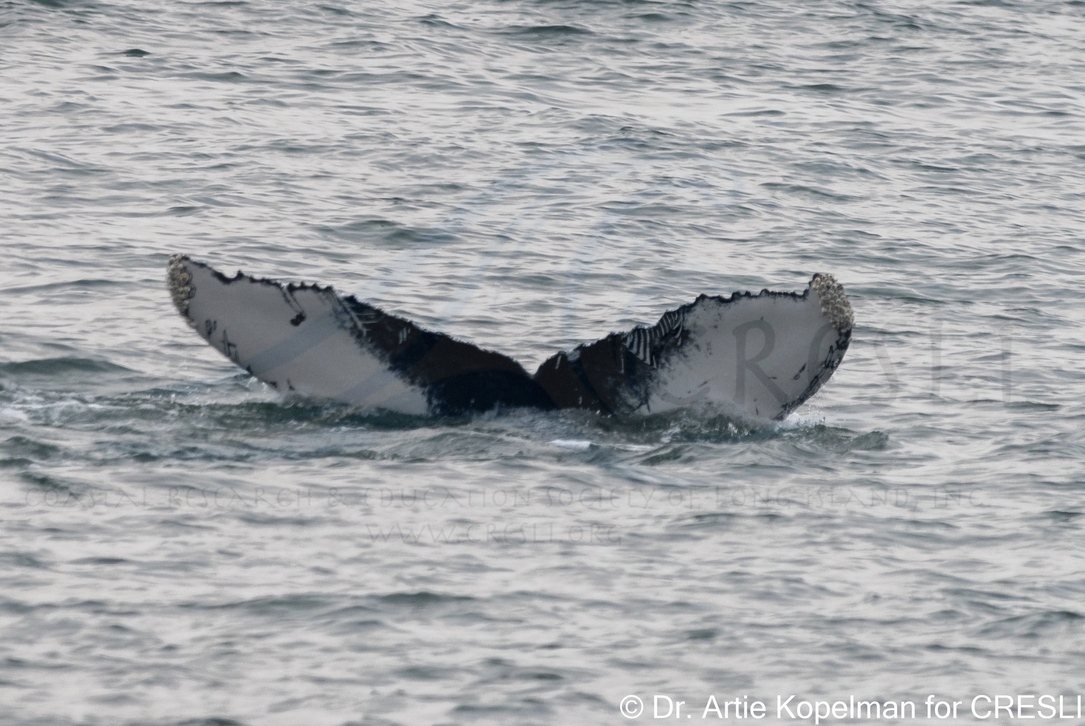 a whale swimming in a body of water