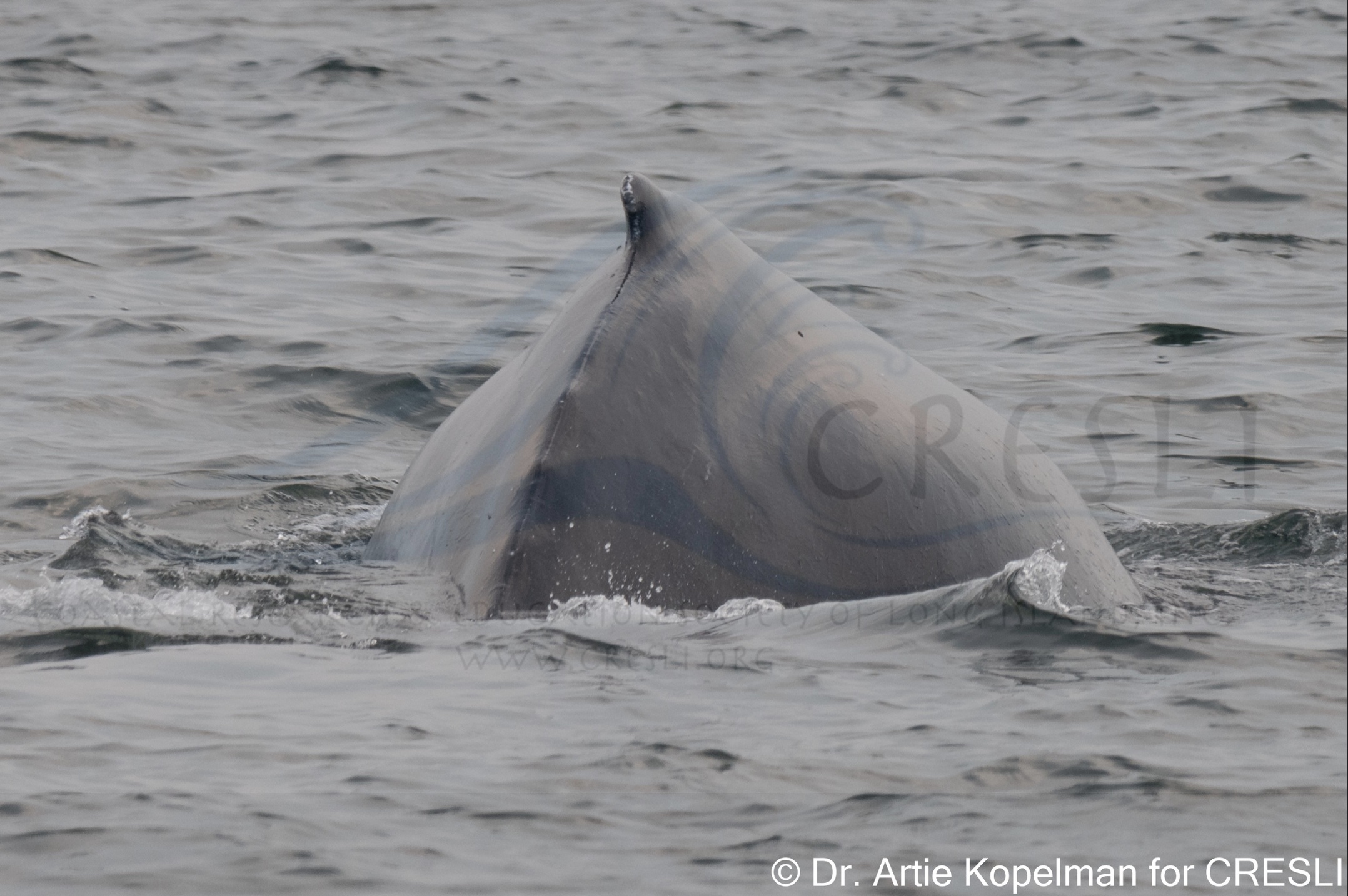 an animal swimming in the water