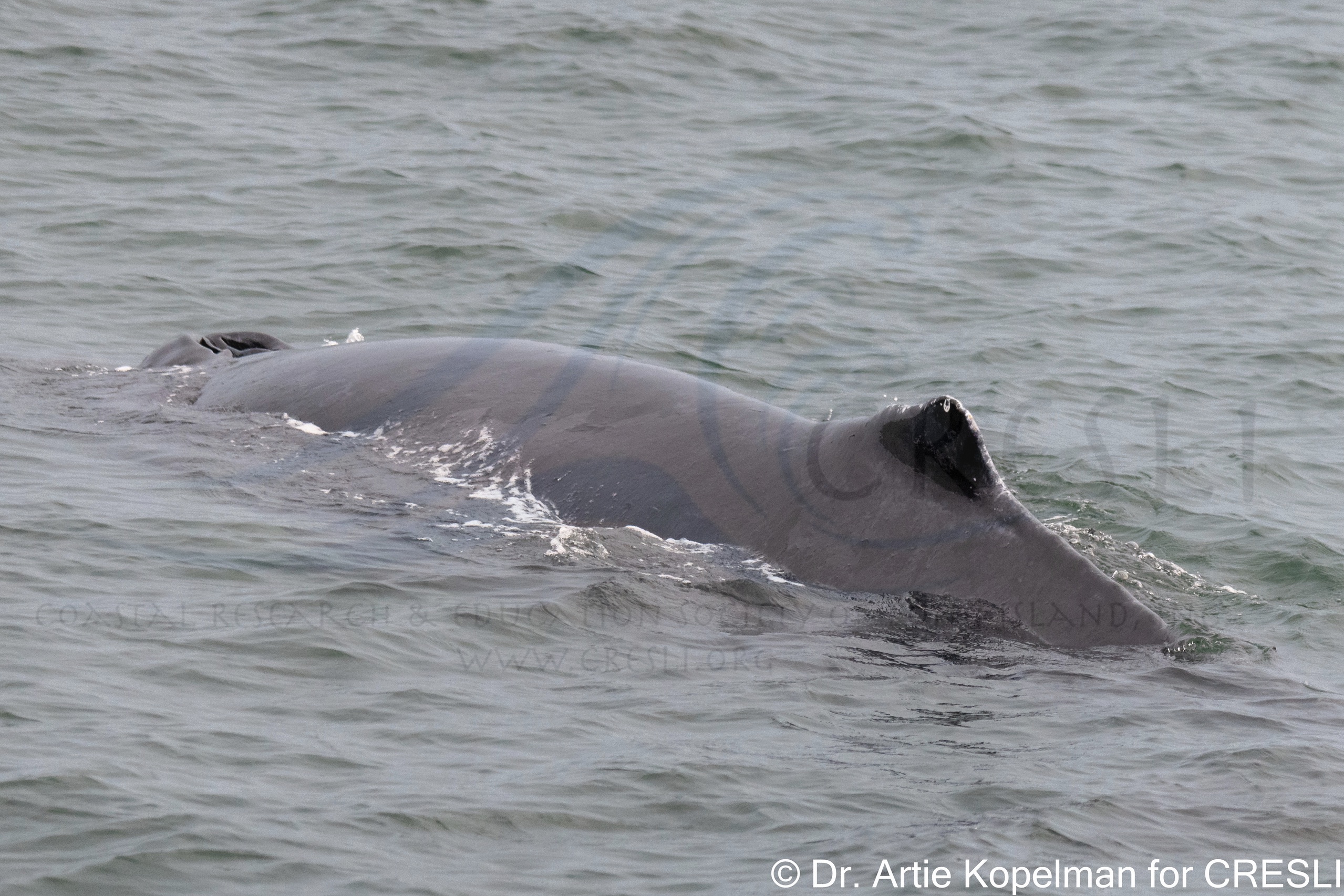 a whale swimming in a body of water
