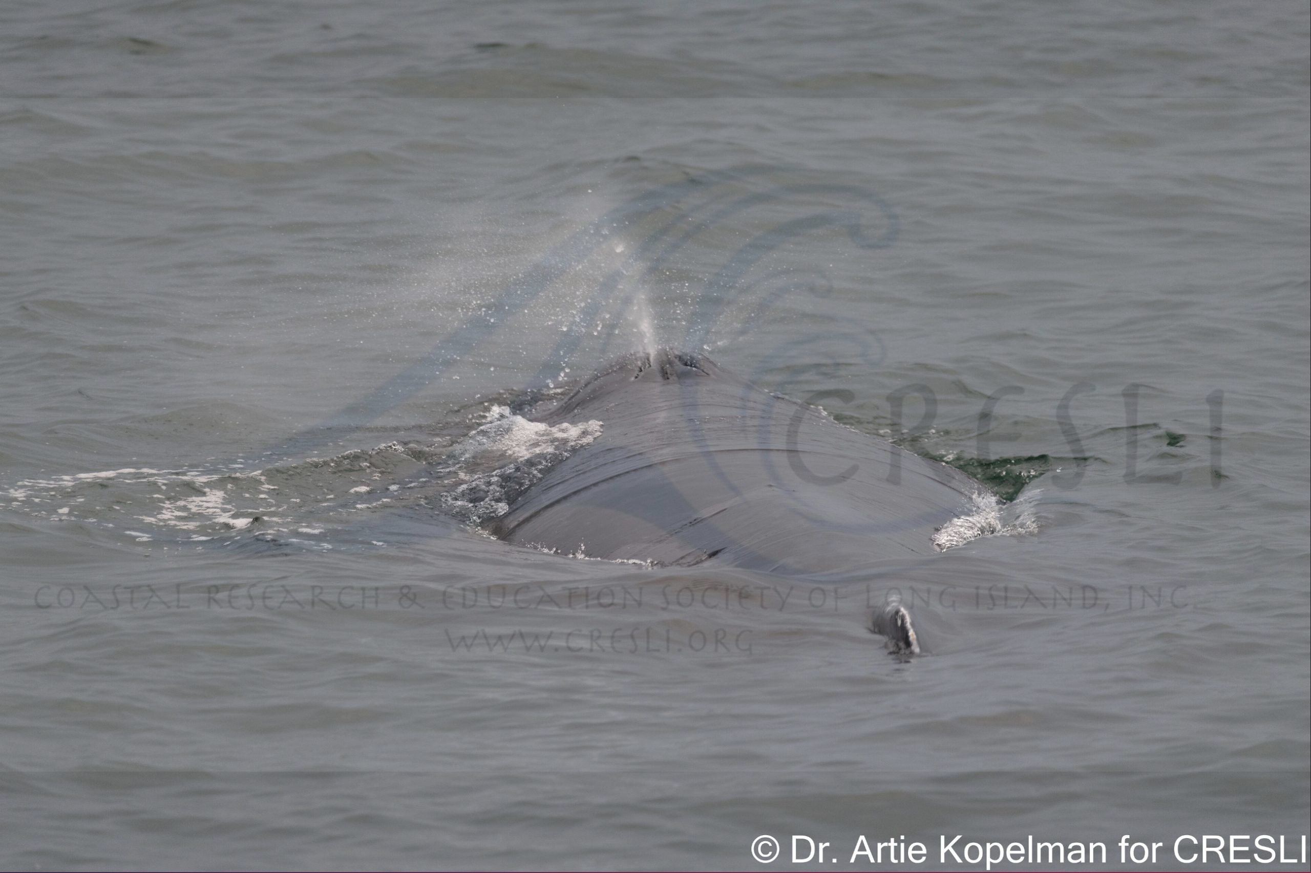 an animal in a body of water