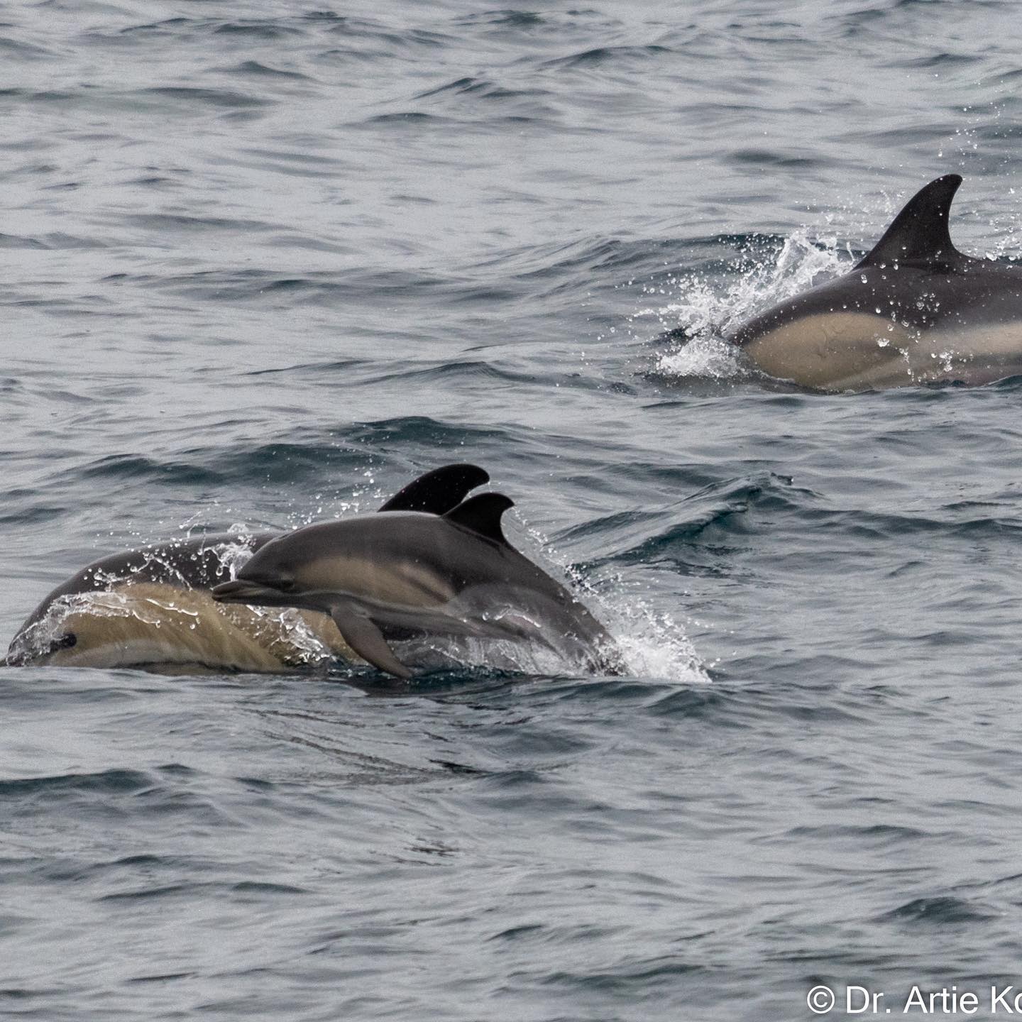 a dolphin swimming in a body of water