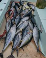 a group of fish in the water