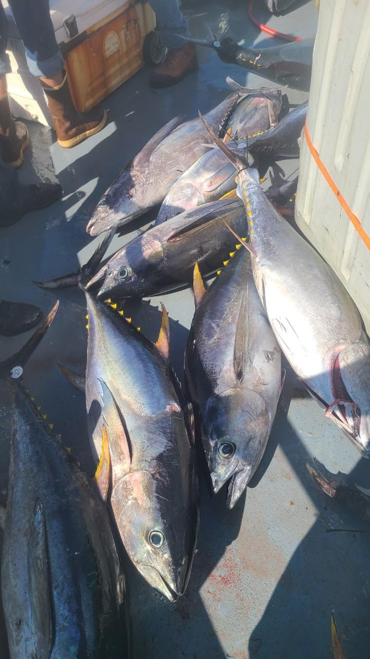 a close up of a fish