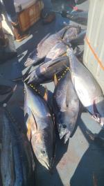 a close up of a fish