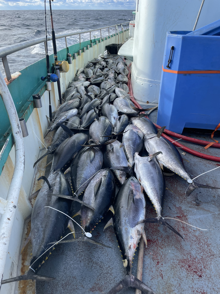 a fish swimming under water