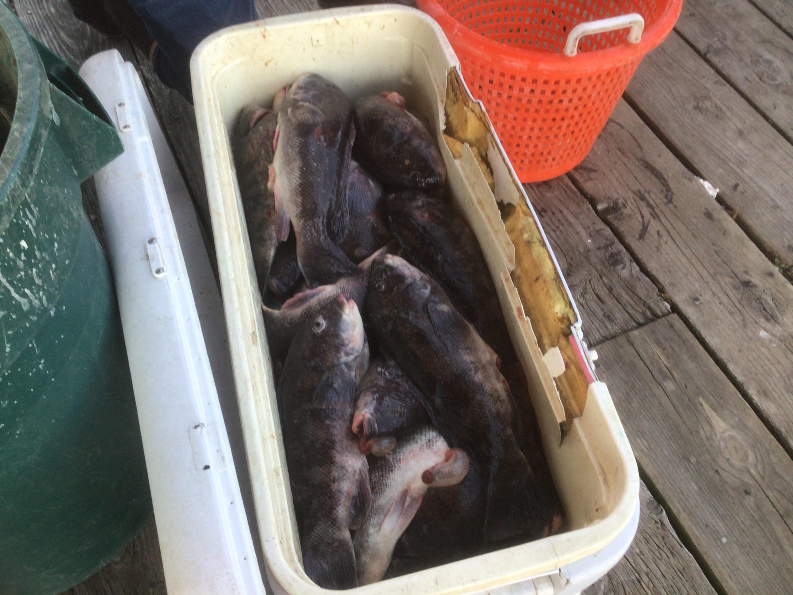 a cat lying on top of a wooden box