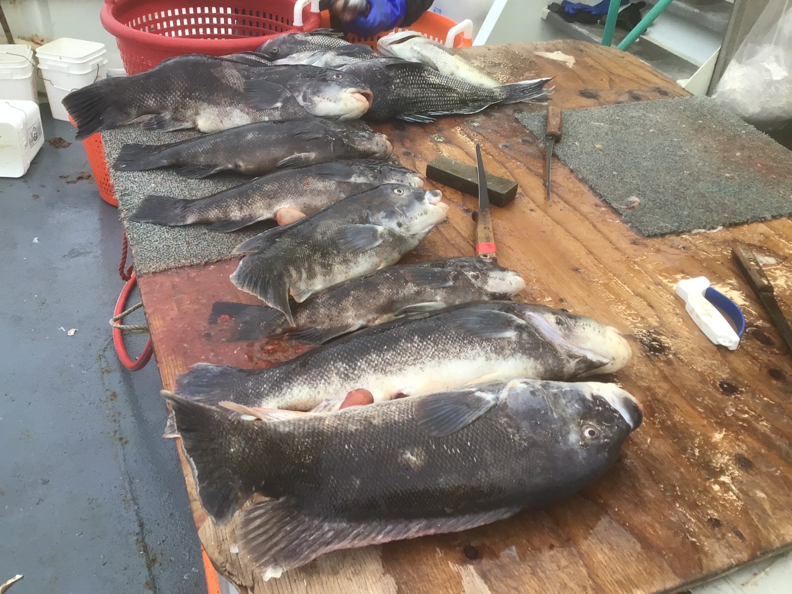 a close up of a fish