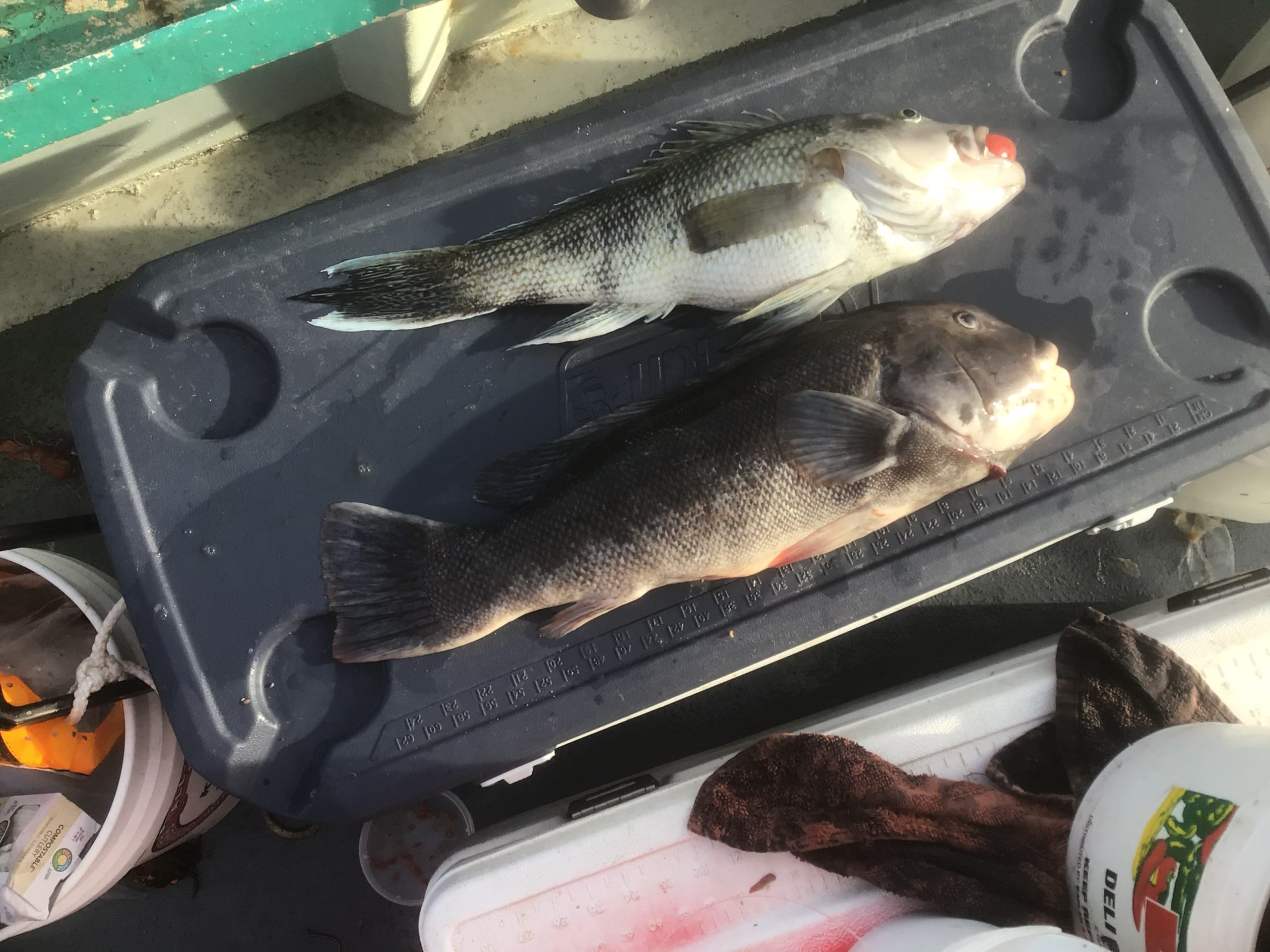 a close up of a fish