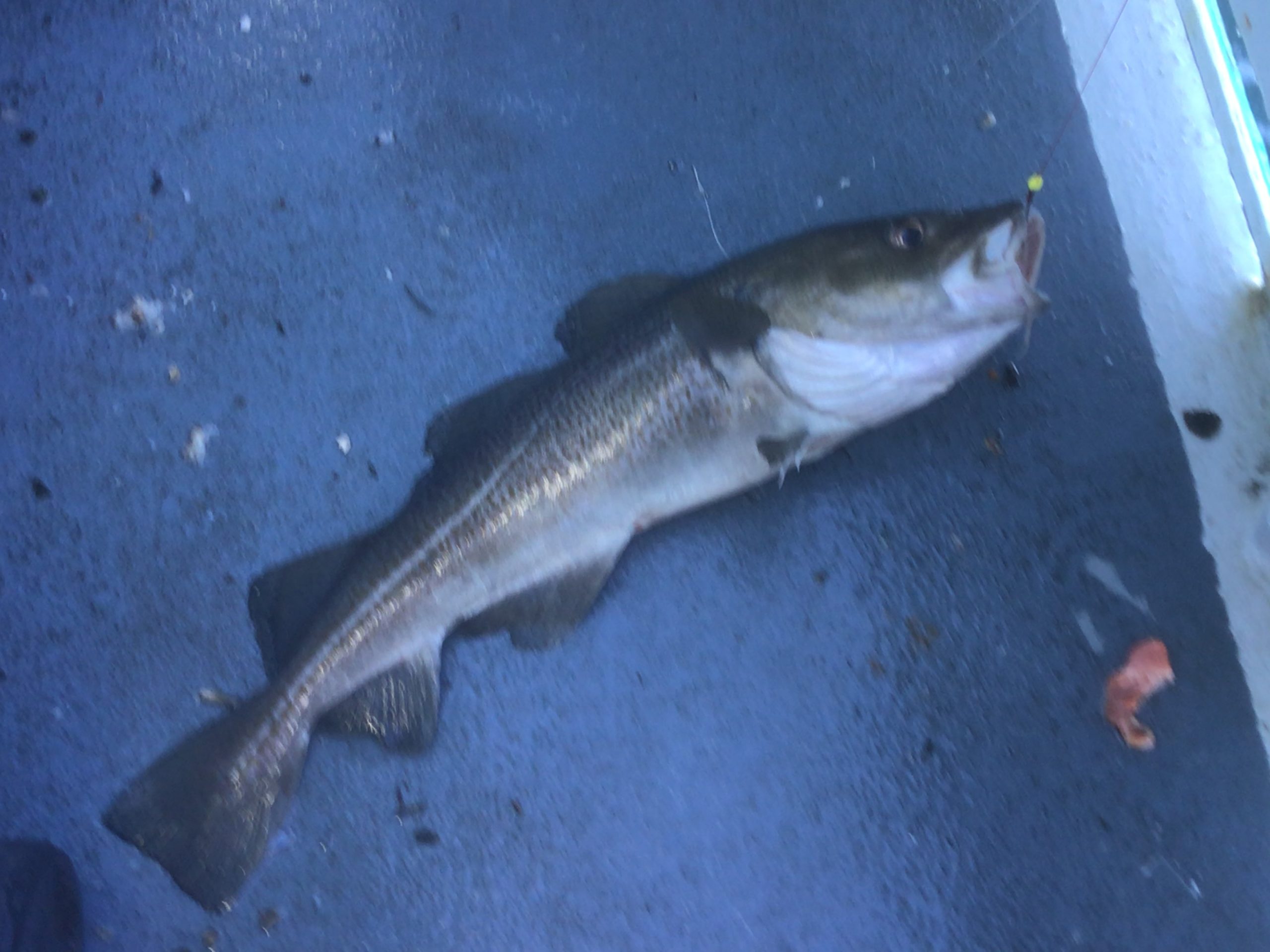 a fish swimming under water