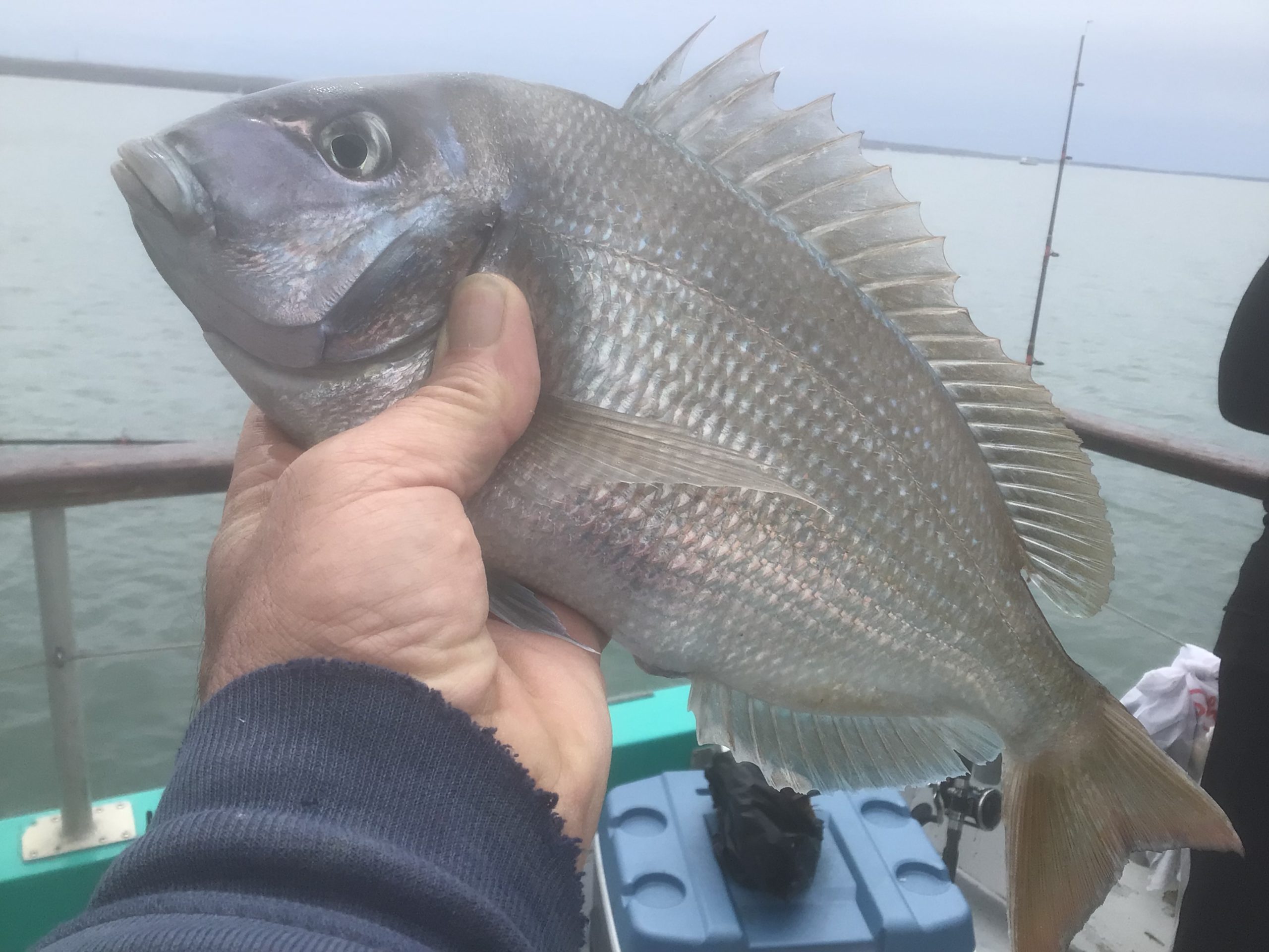 a man holding a fish