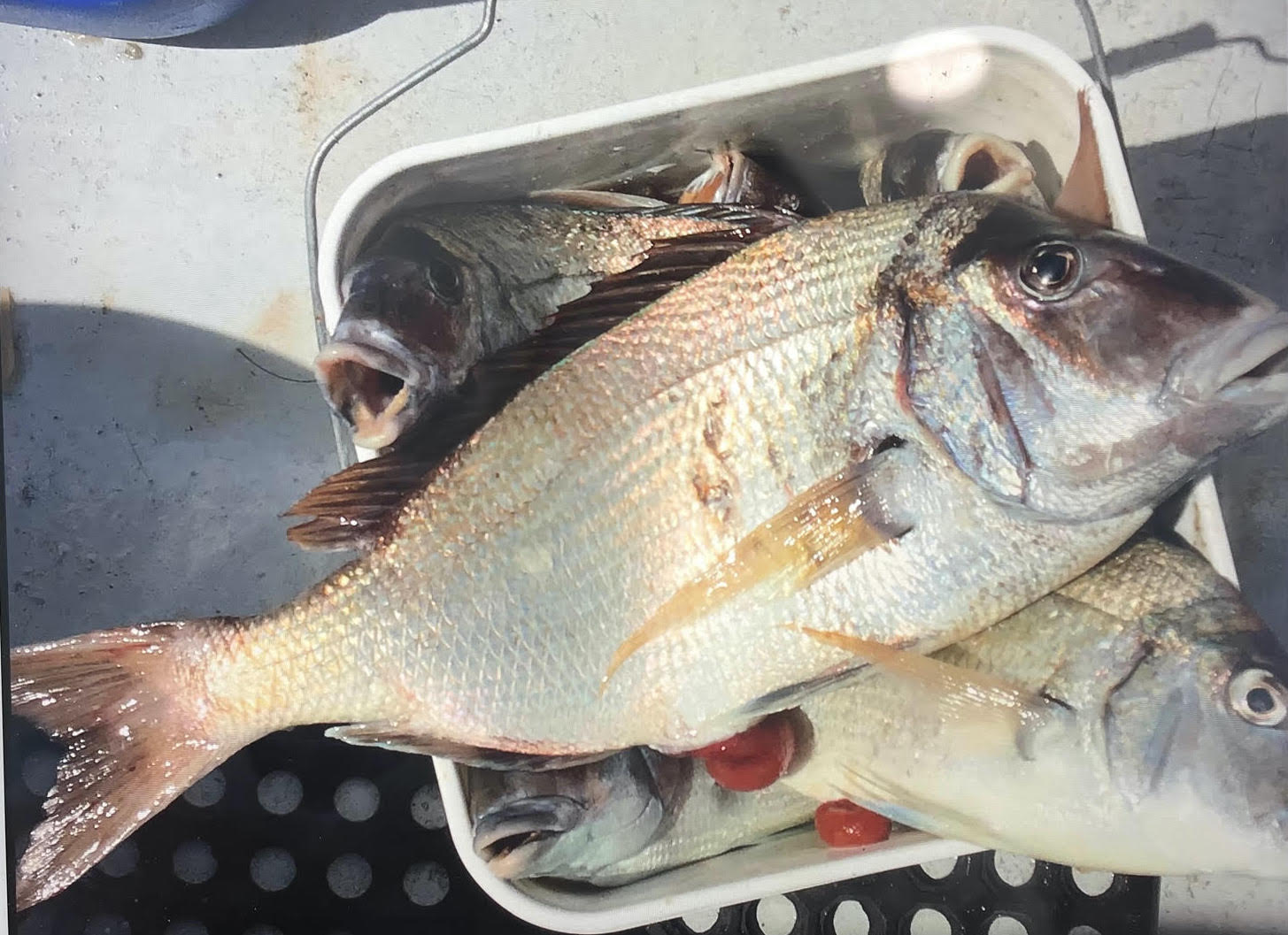 a fish swimming under water