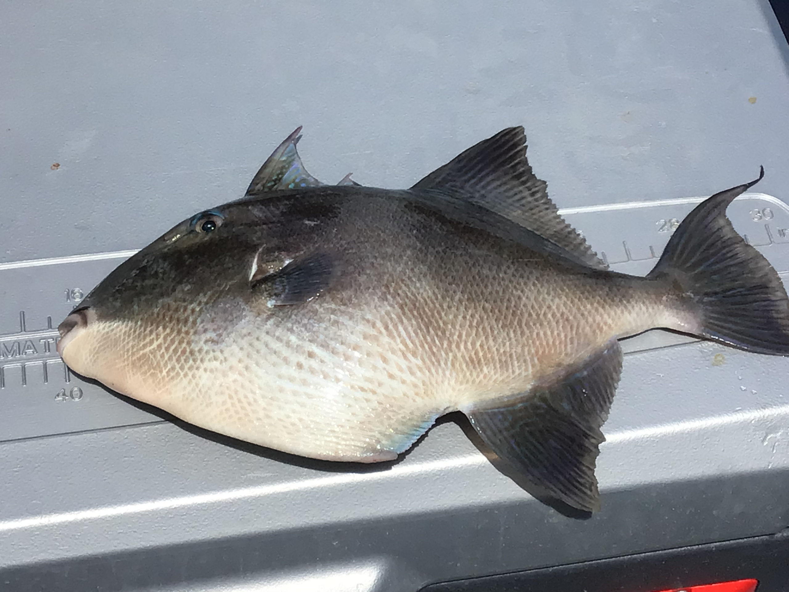 a fish swimming under water