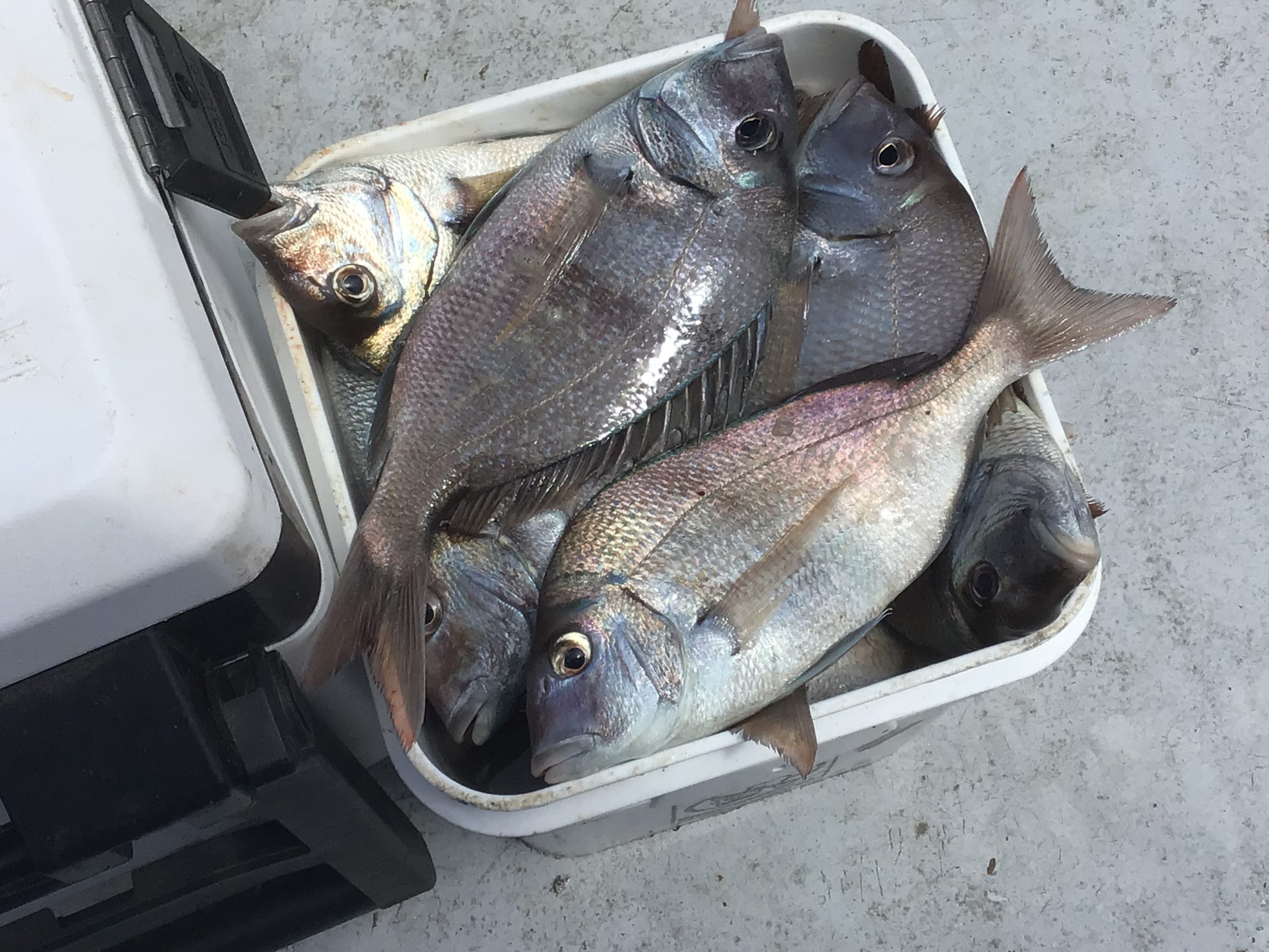 a close up of an animal