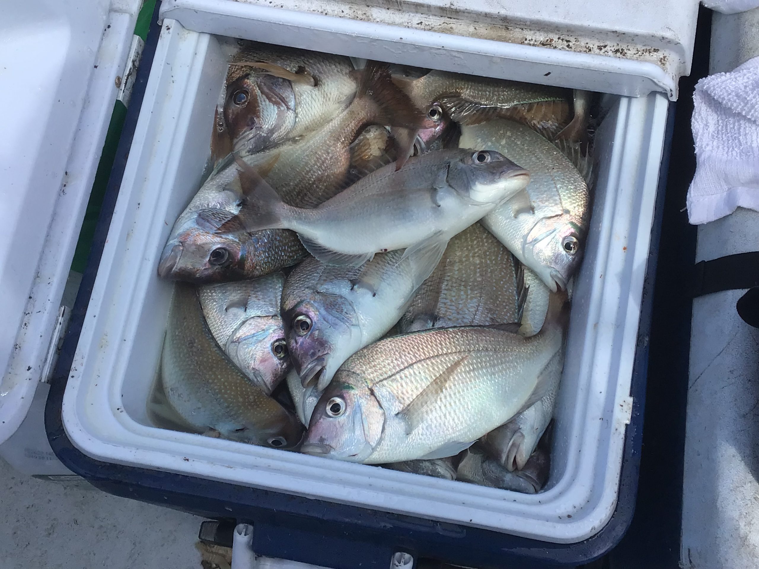 a close up of a fish