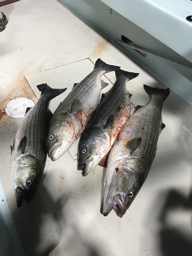 a group of fish in the water