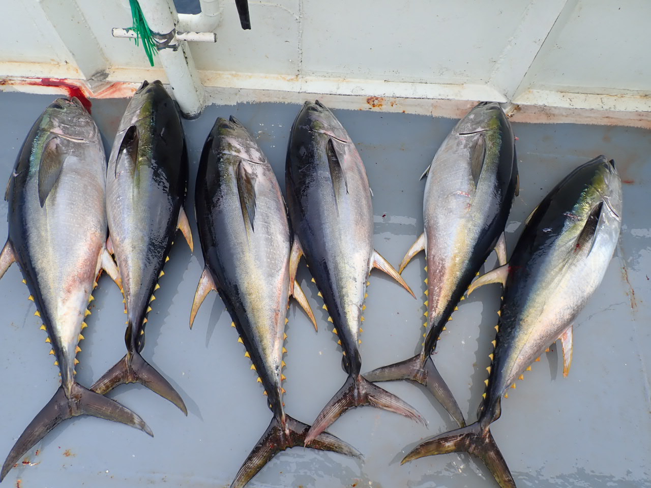 a group of fish in the water