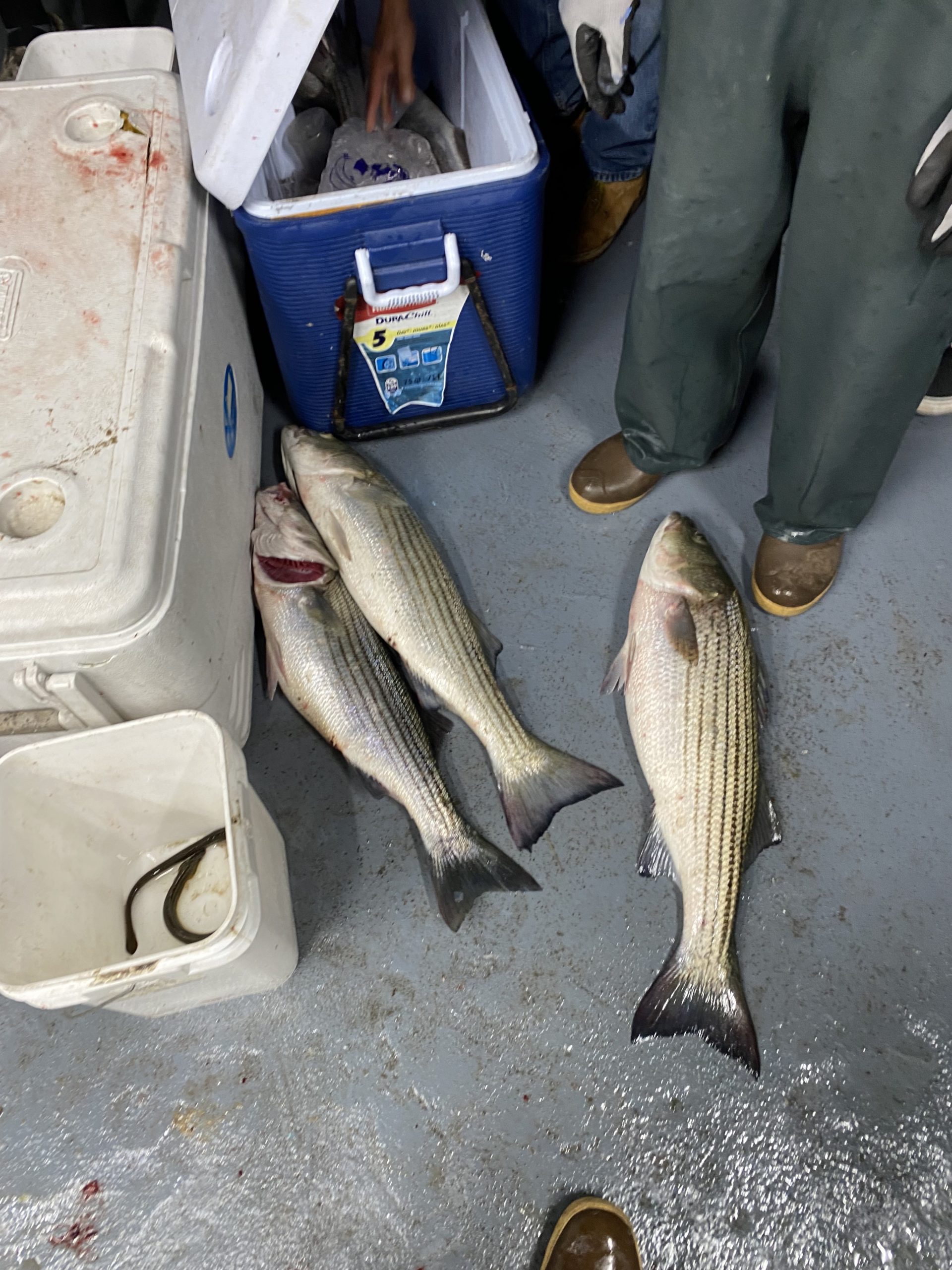 a group of shoes on top of a fish