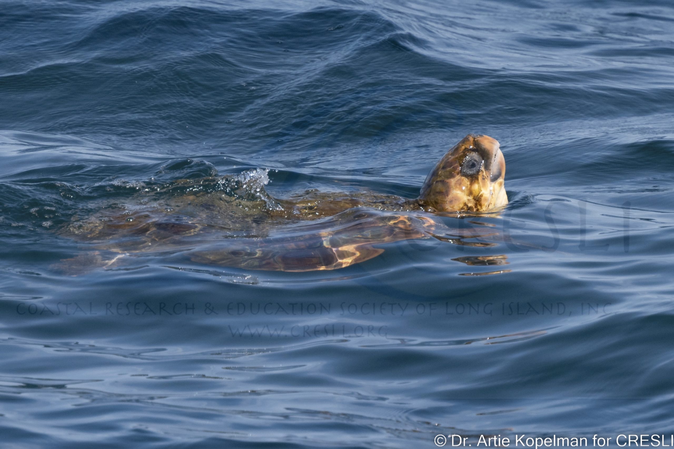 a dog swimming in a body of water