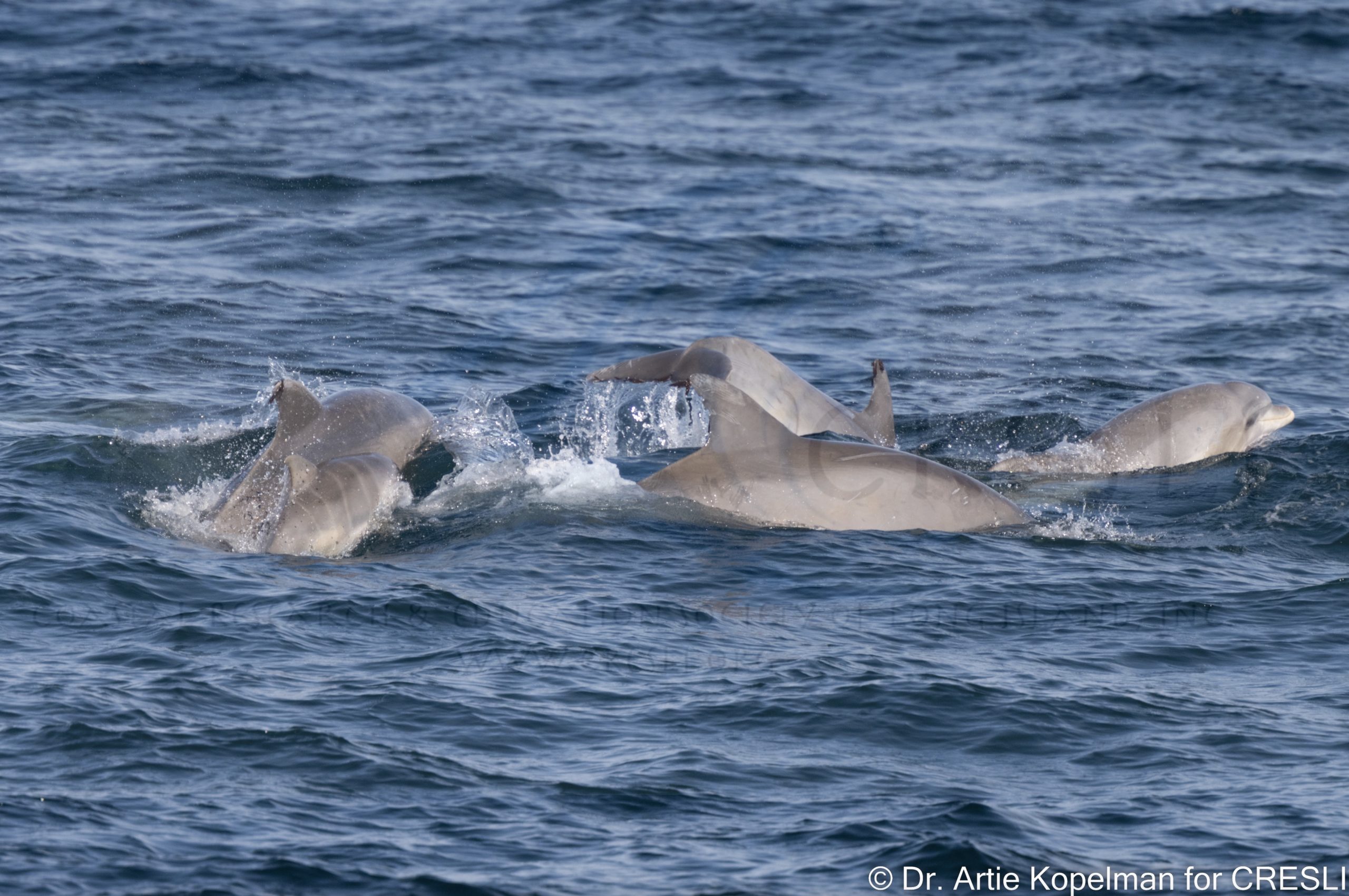 a dog swimming in a body of water