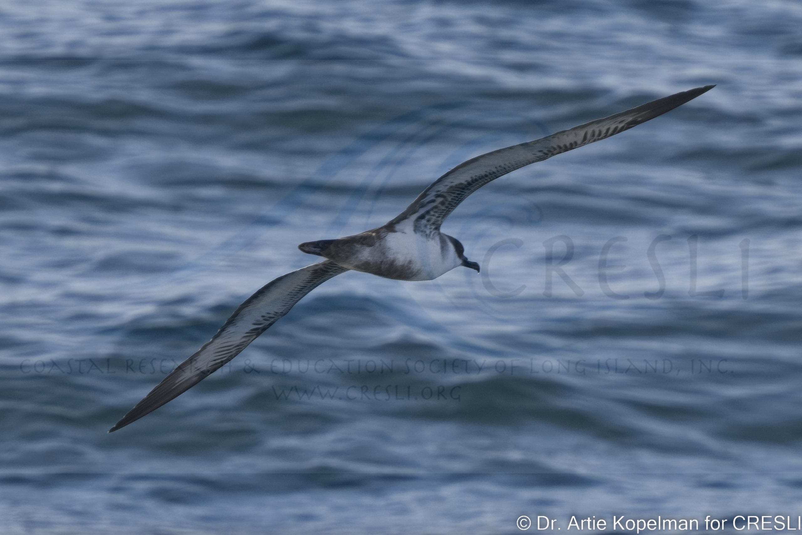 a bird flying over a body of water