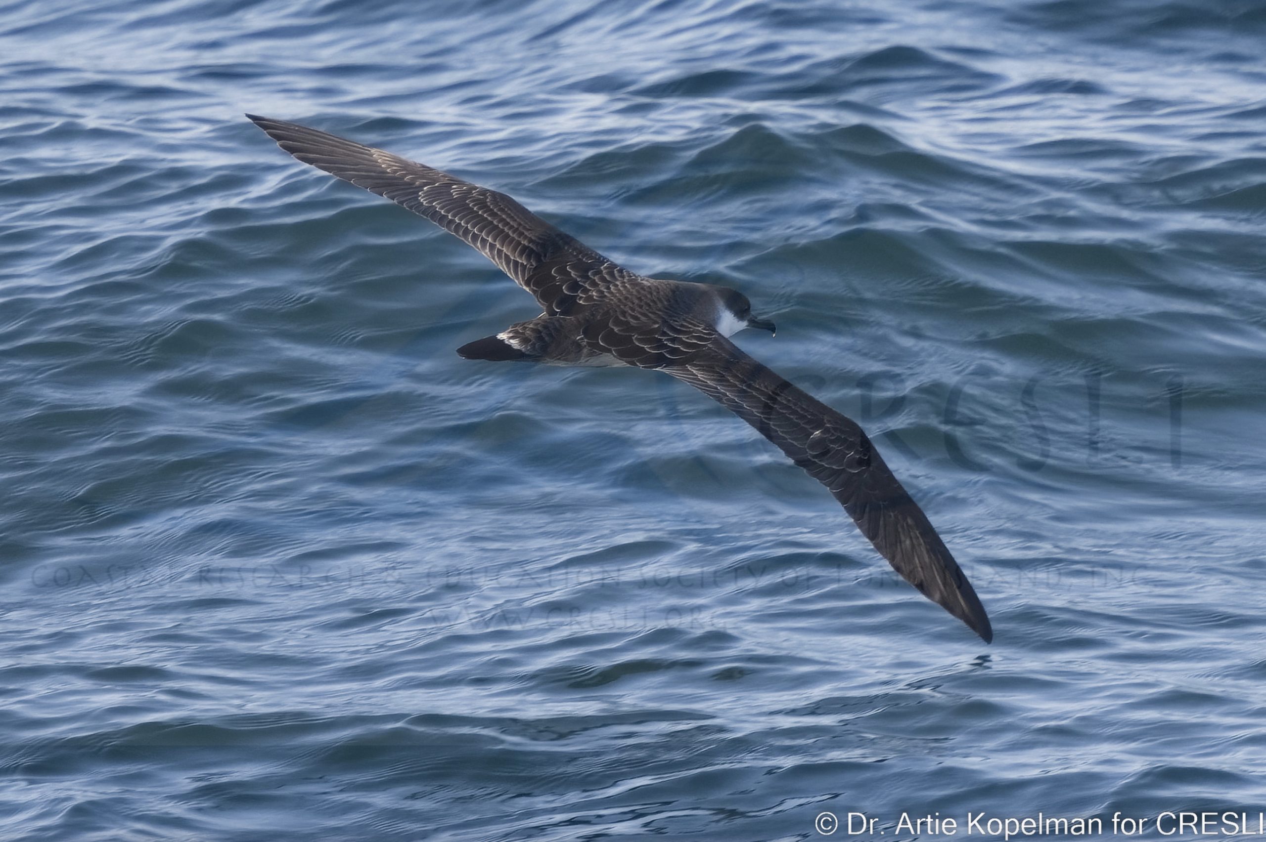 a bird swimming in water next to a body of water