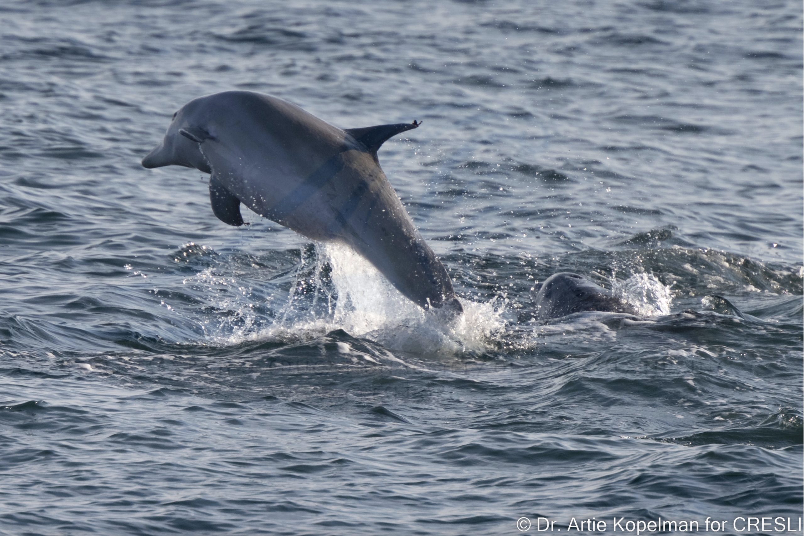 a small animal in a body of water