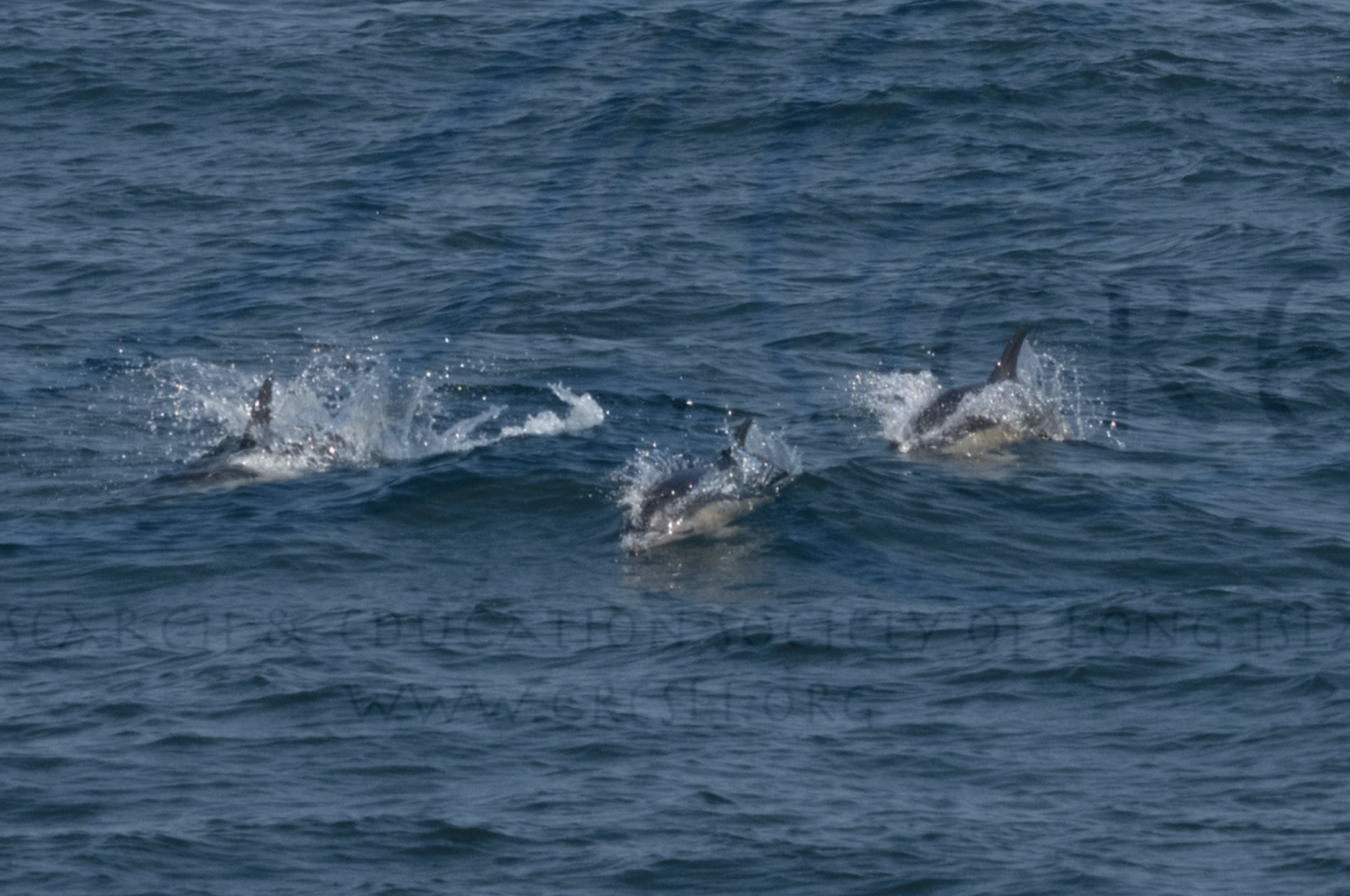 a whale jumping out of the water