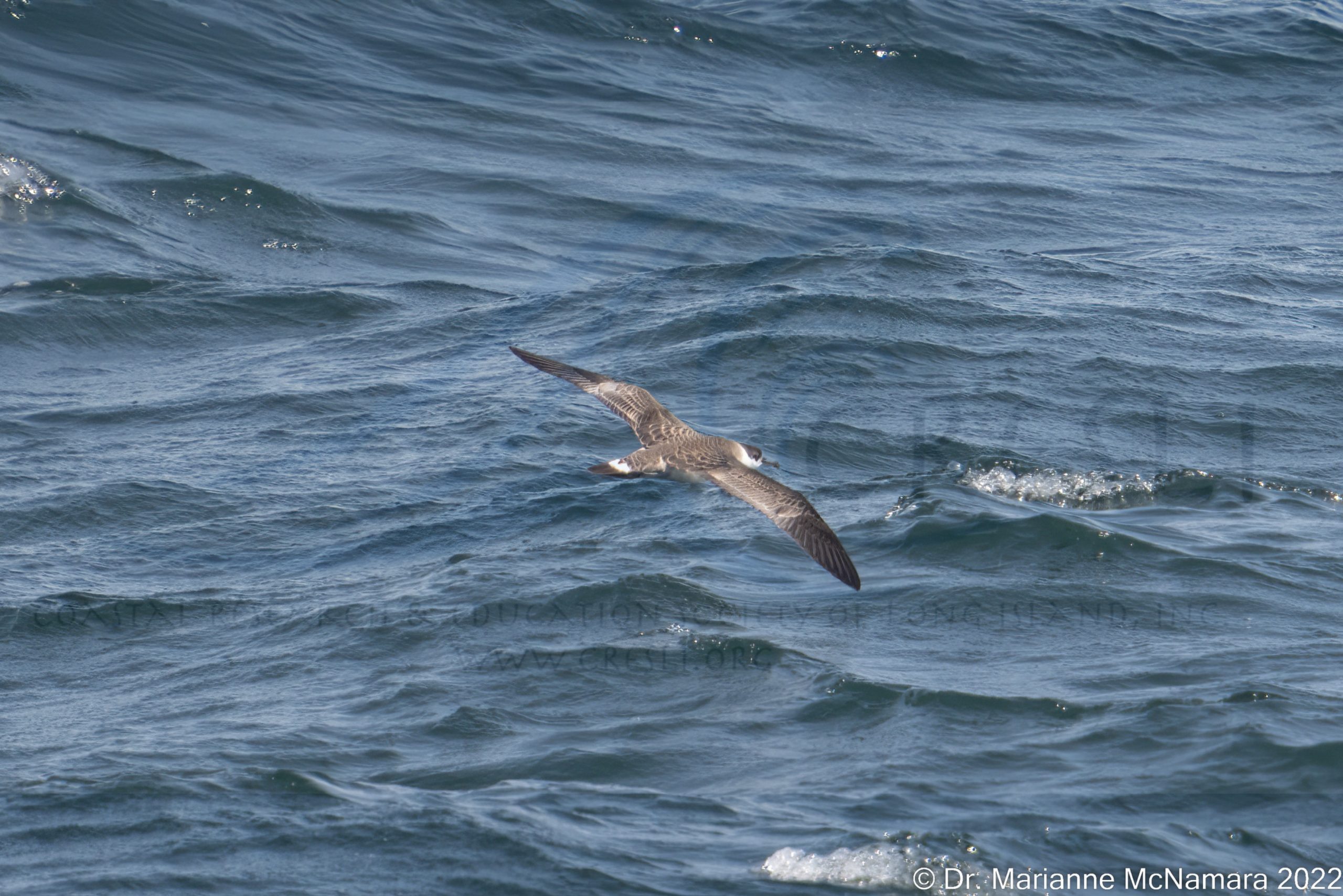 a bird in a body of water