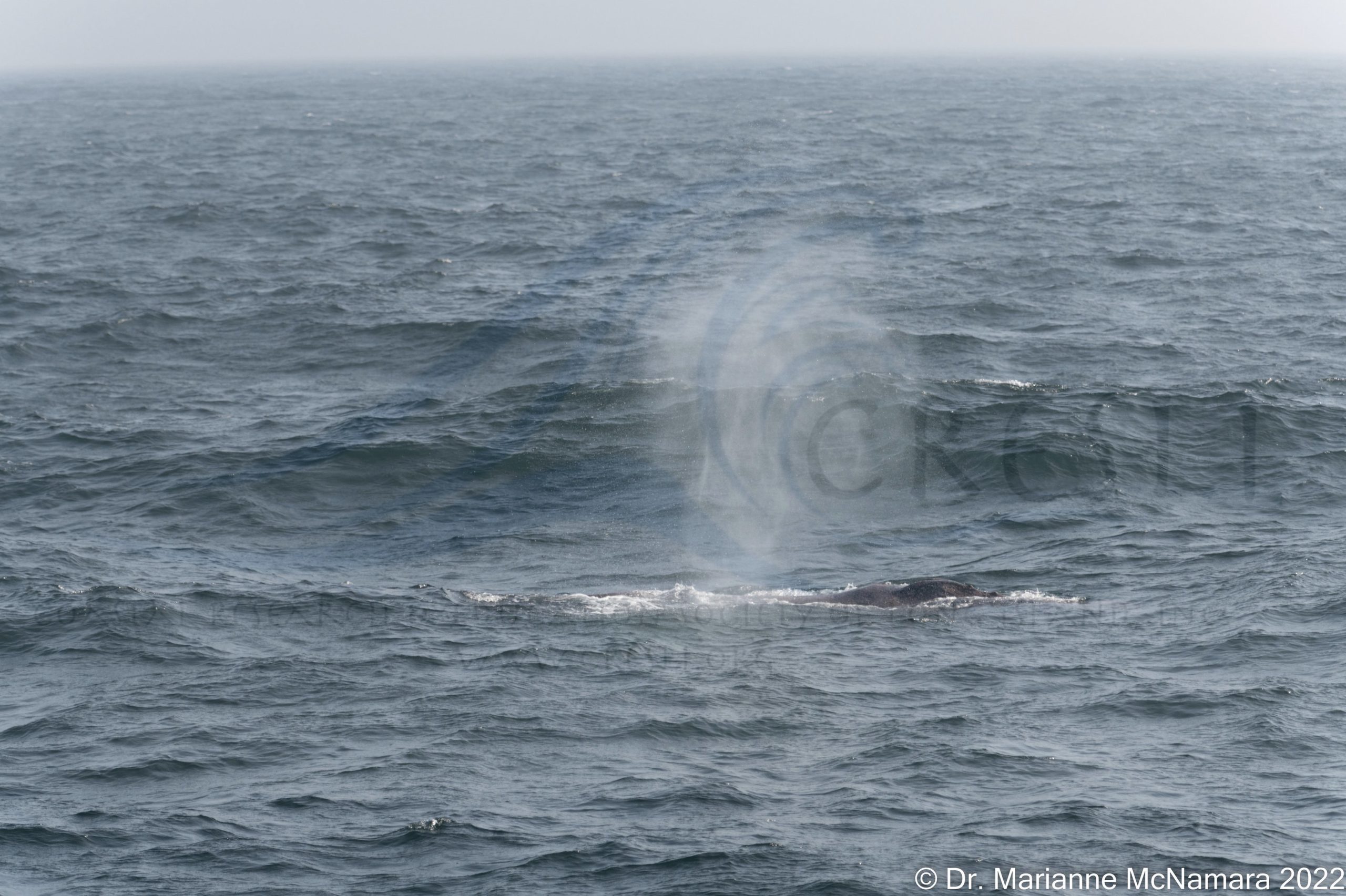 a whale jumping out of the water