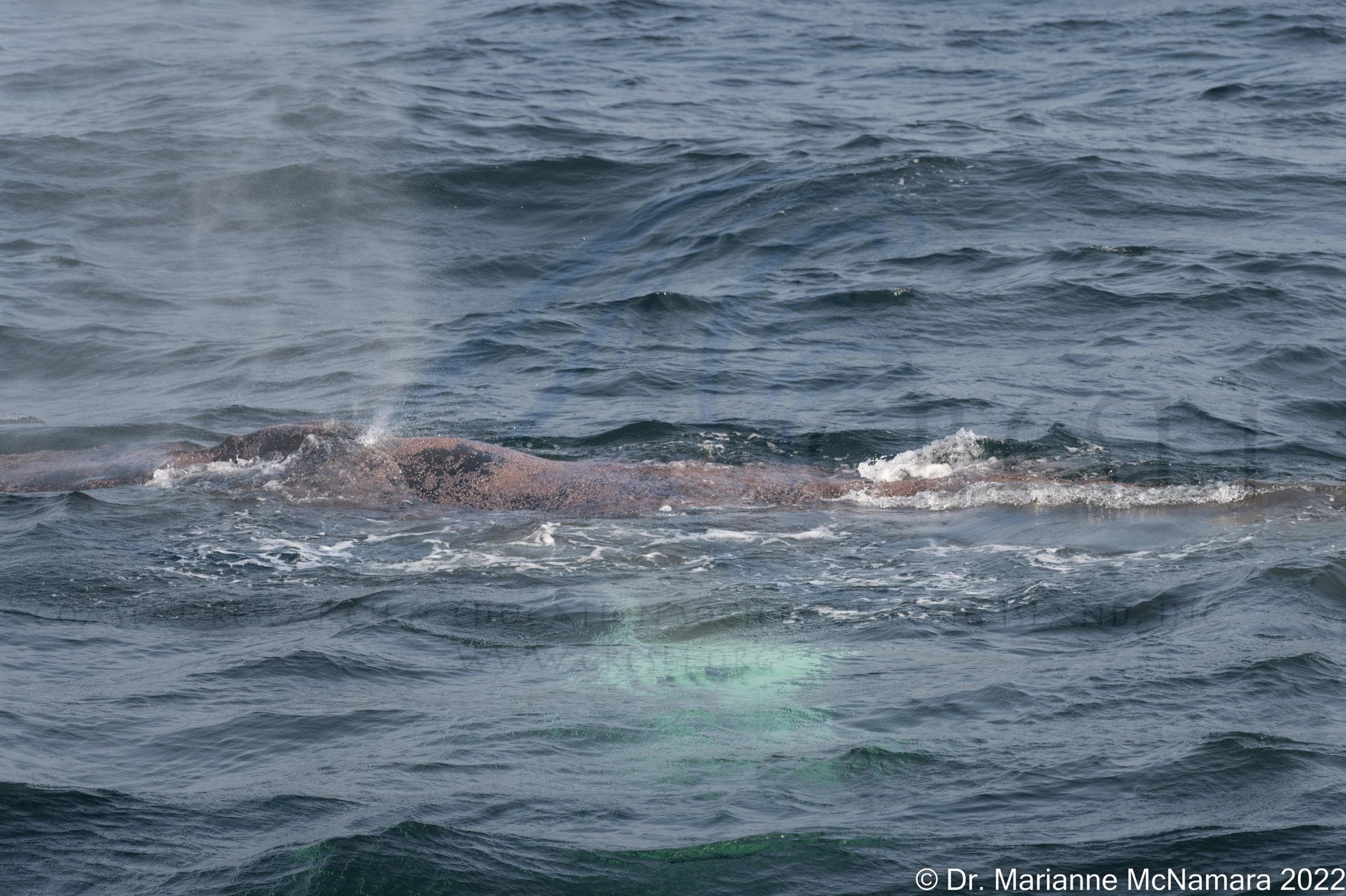 a whale jumping out of the water