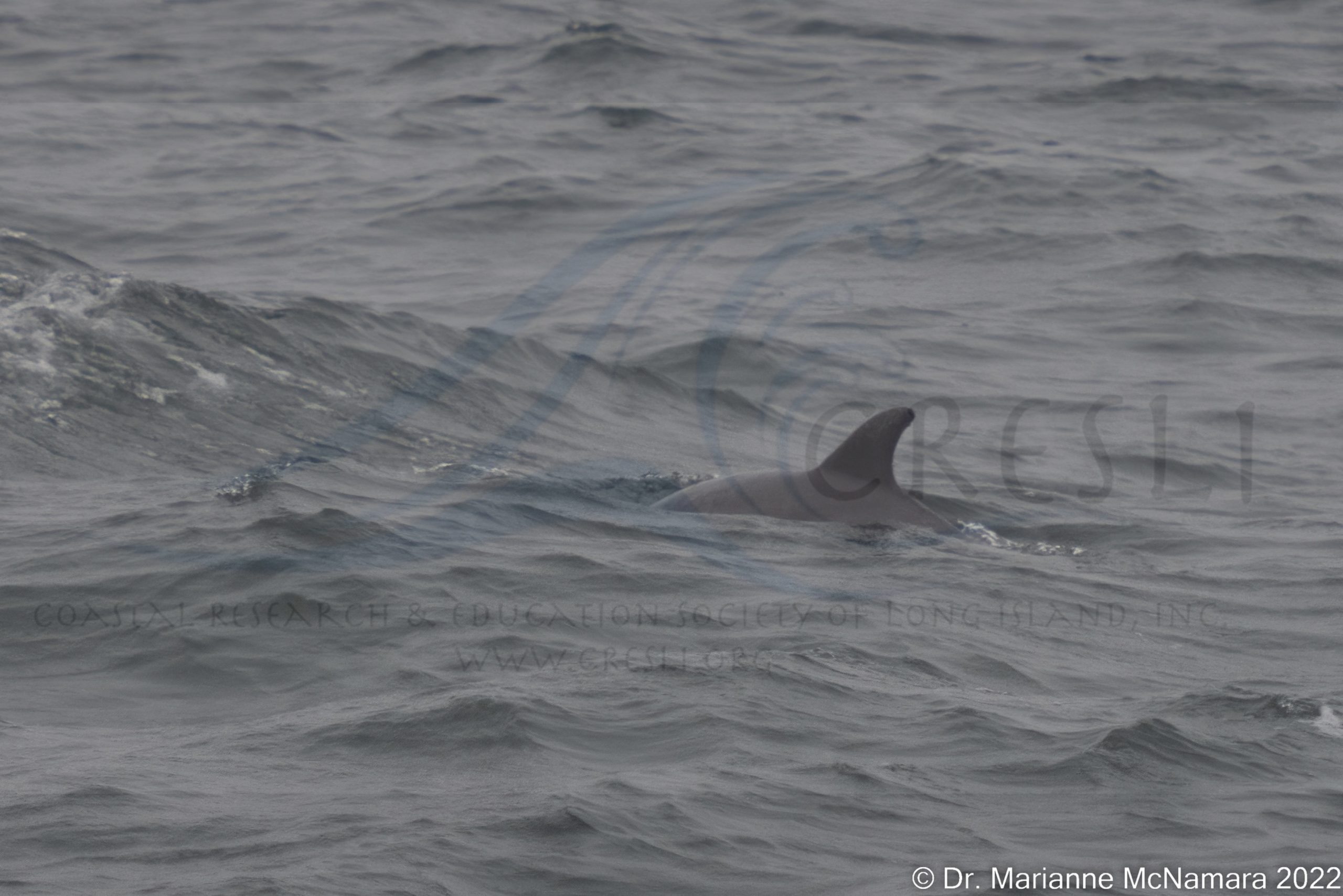 a person riding a wave on a surf board on a body of water