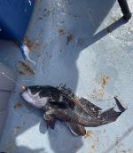 a close up of a reptile