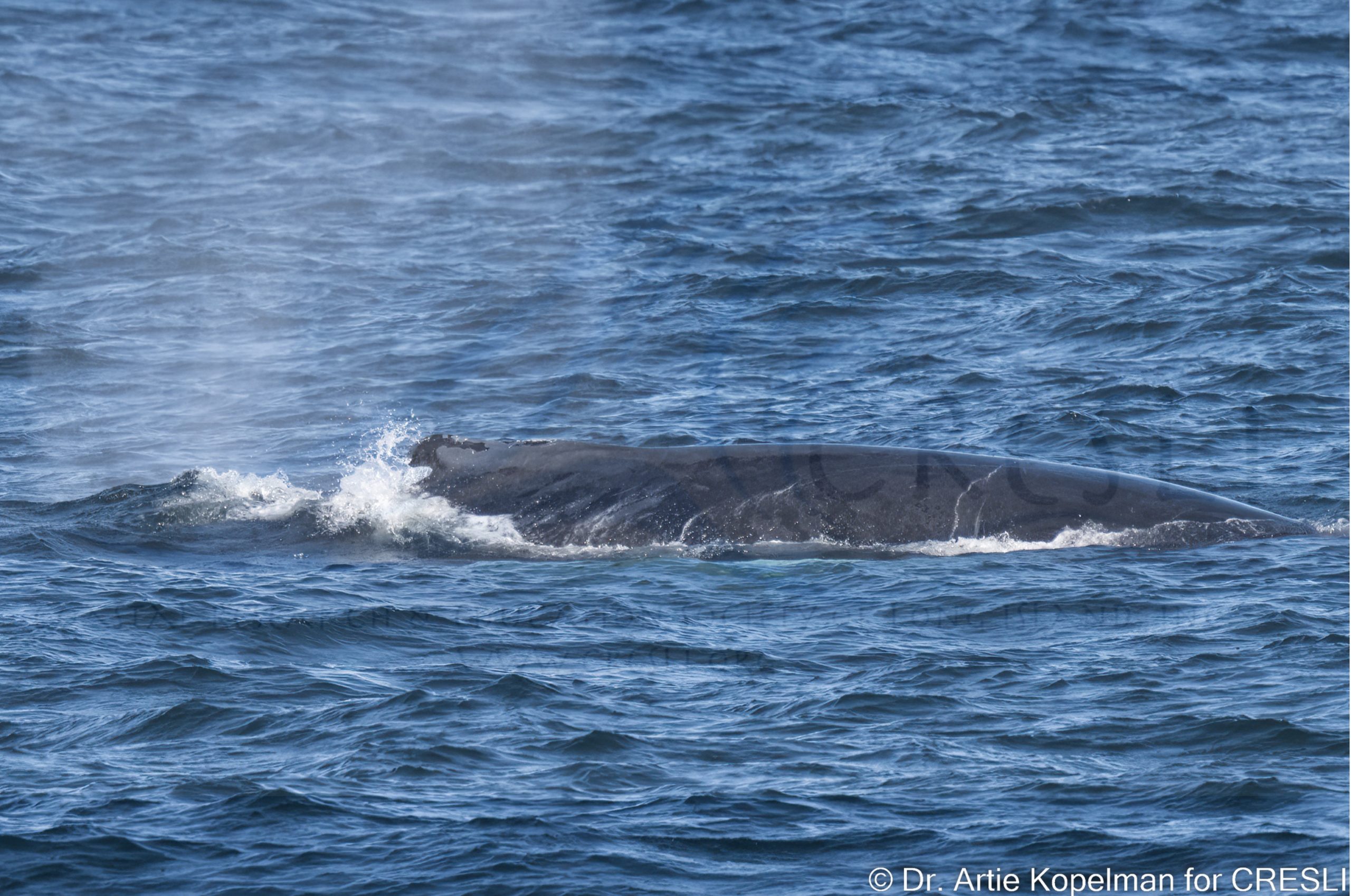 a whale swimming in a body of water