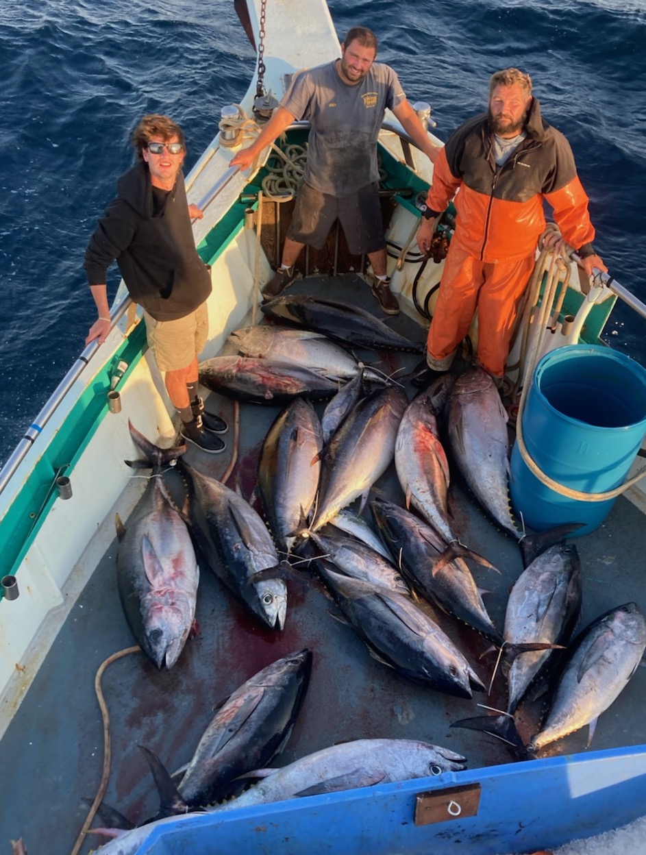 a group of fish in the water