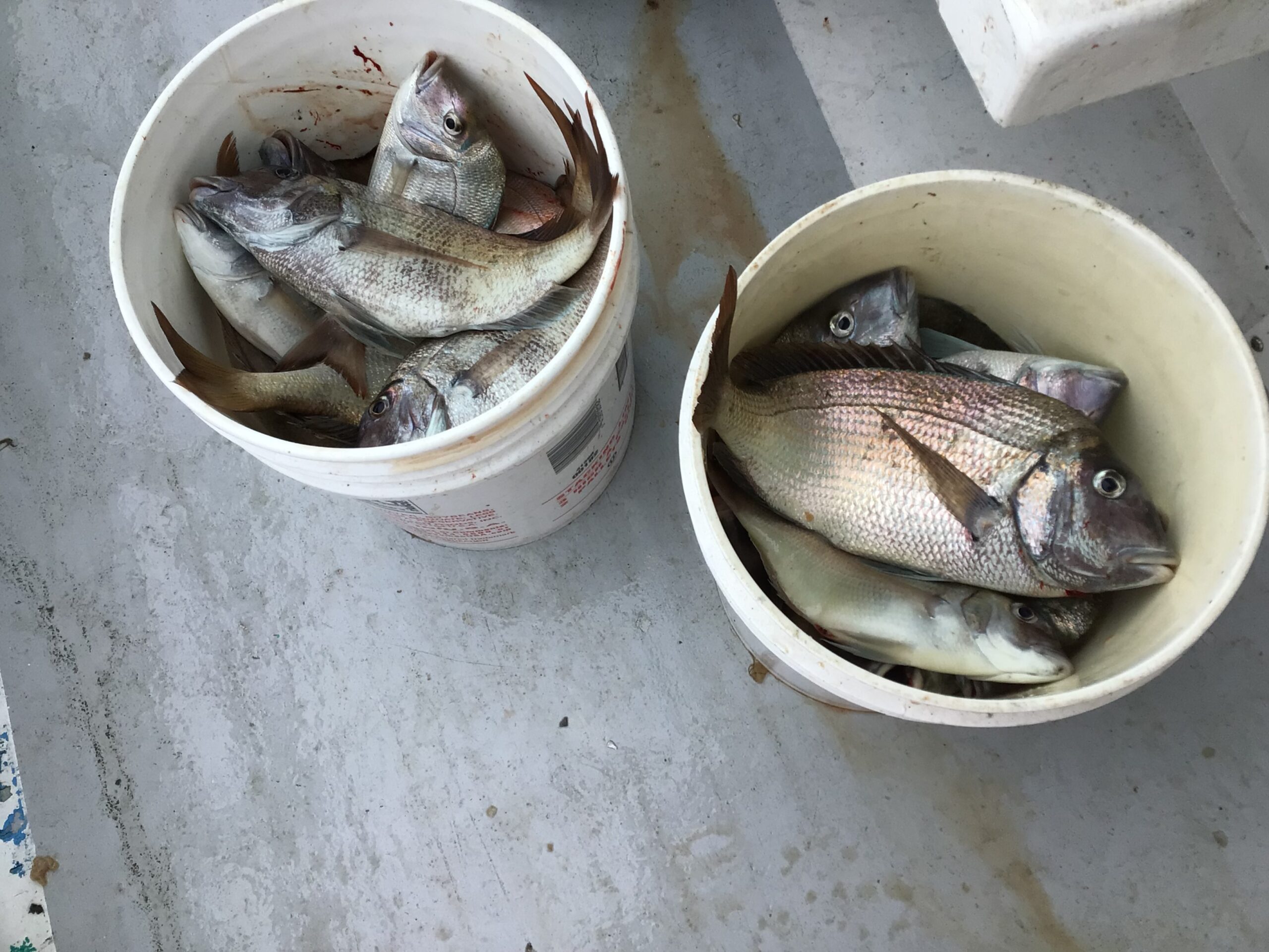 a close up of a fish bowl