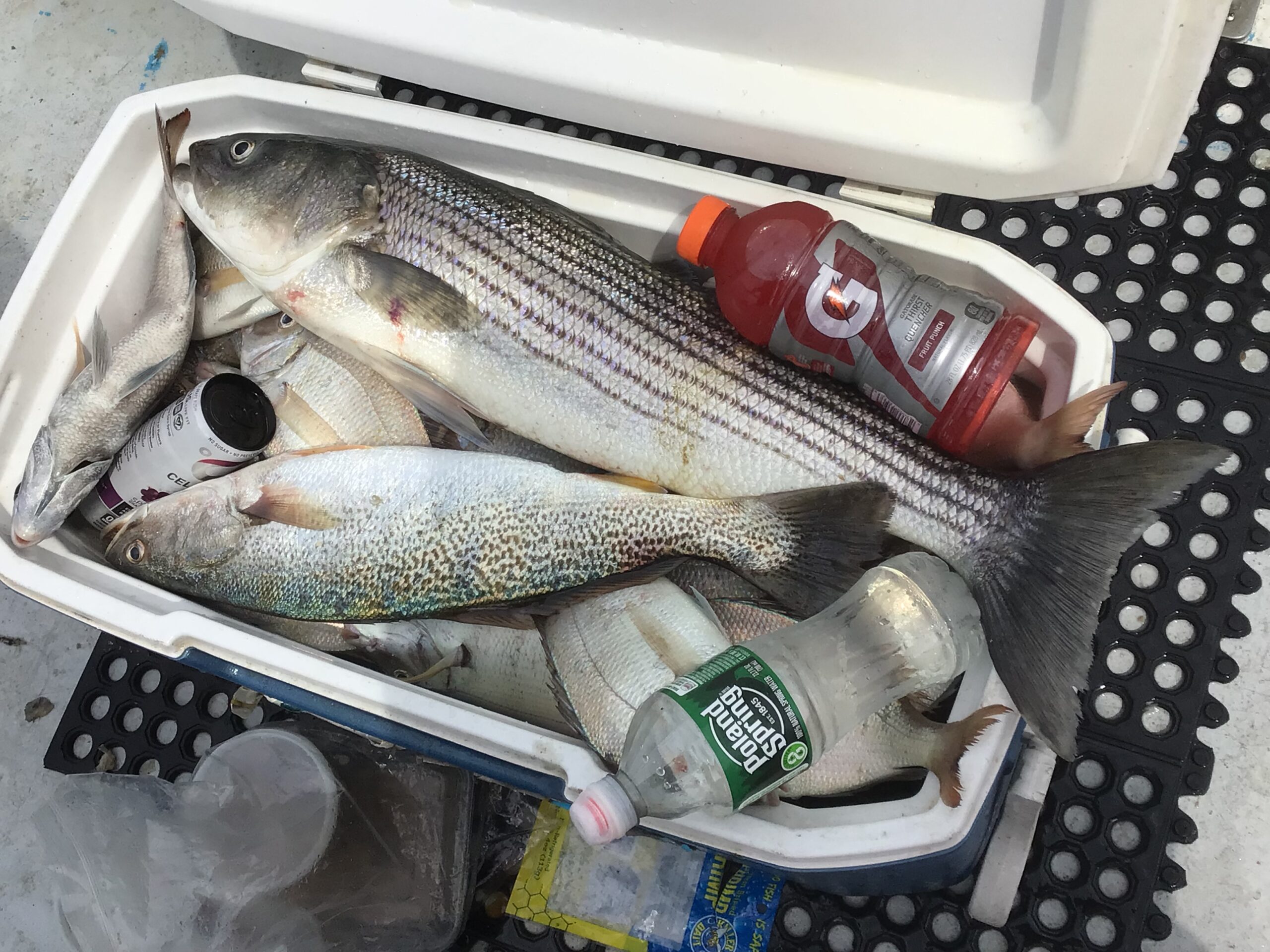 a group of fish in the water