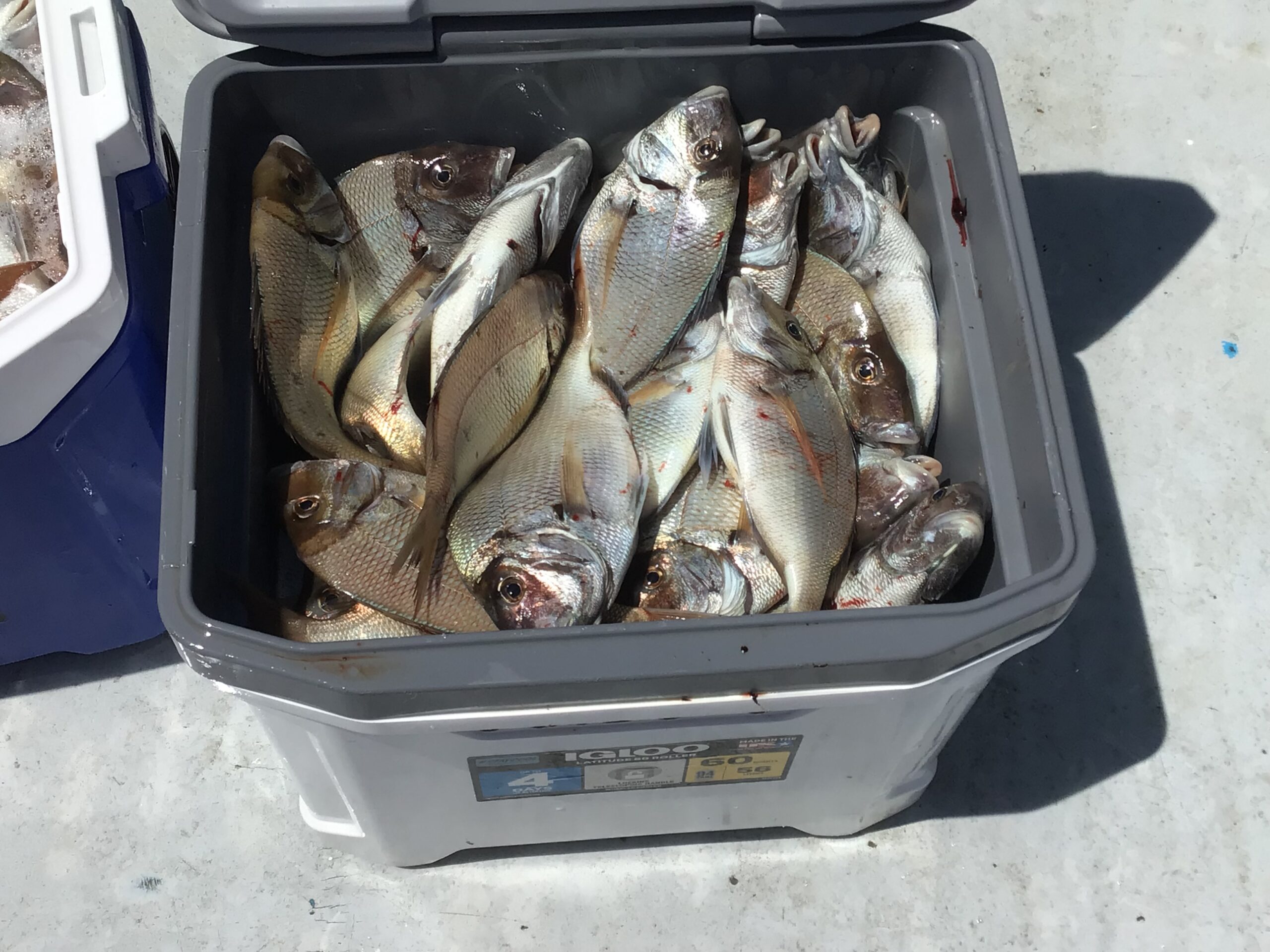 a fish located in a box